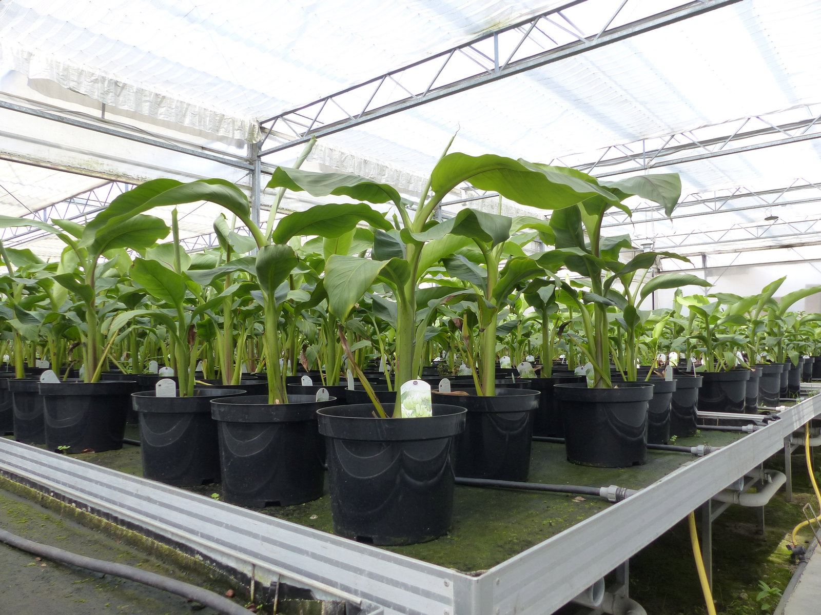 2 Stück Bananenstaude Musa Basjoo 60 - 80 cm winterhart Staude japanische Faserbanane