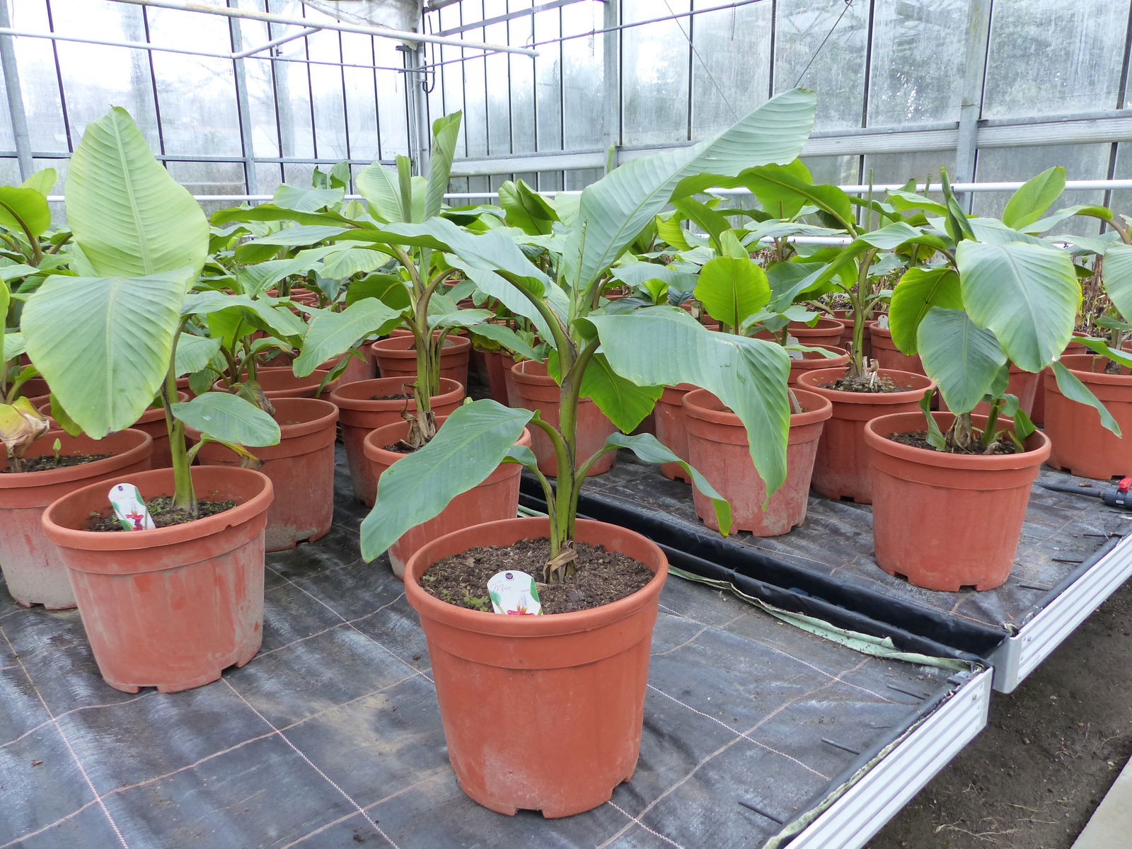 Bananenstaude Banane Musa Velutina 80 cm, rosa Zwergbanane, winterhart