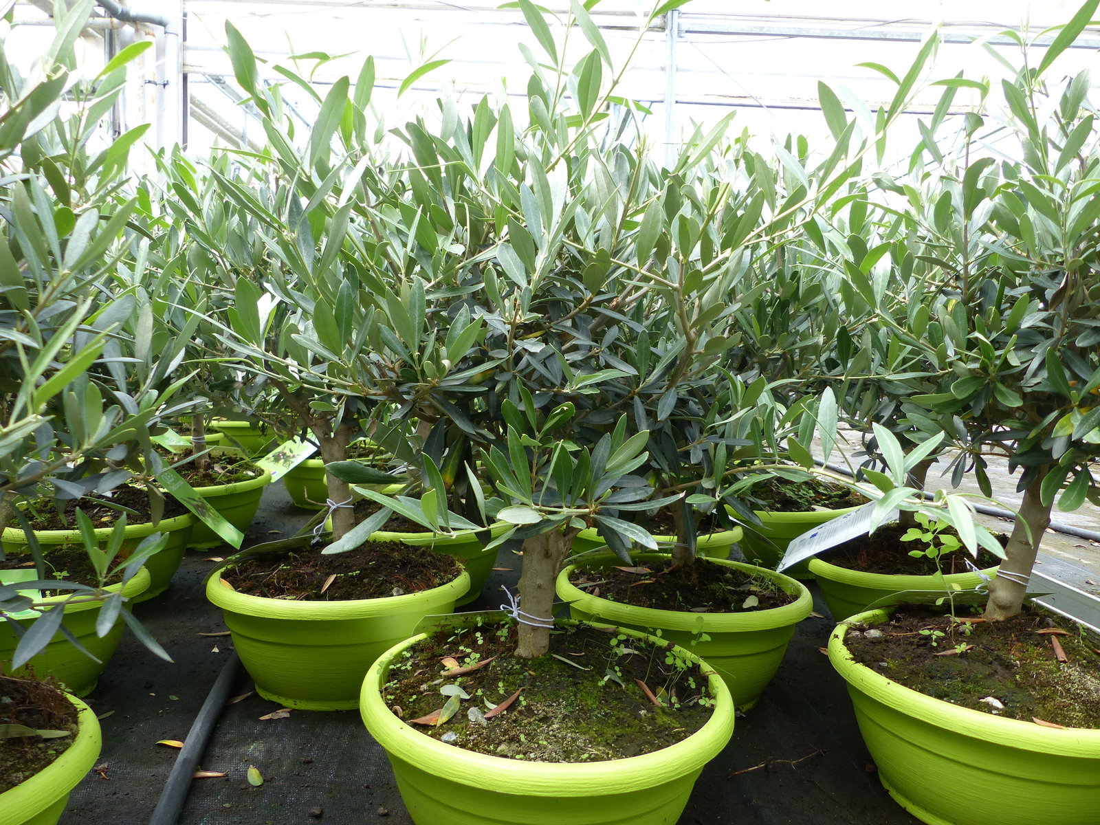 Olivenbaum Bonsai Formgehölz, Olive winterhart, Olea europaea 50 - 60 cm