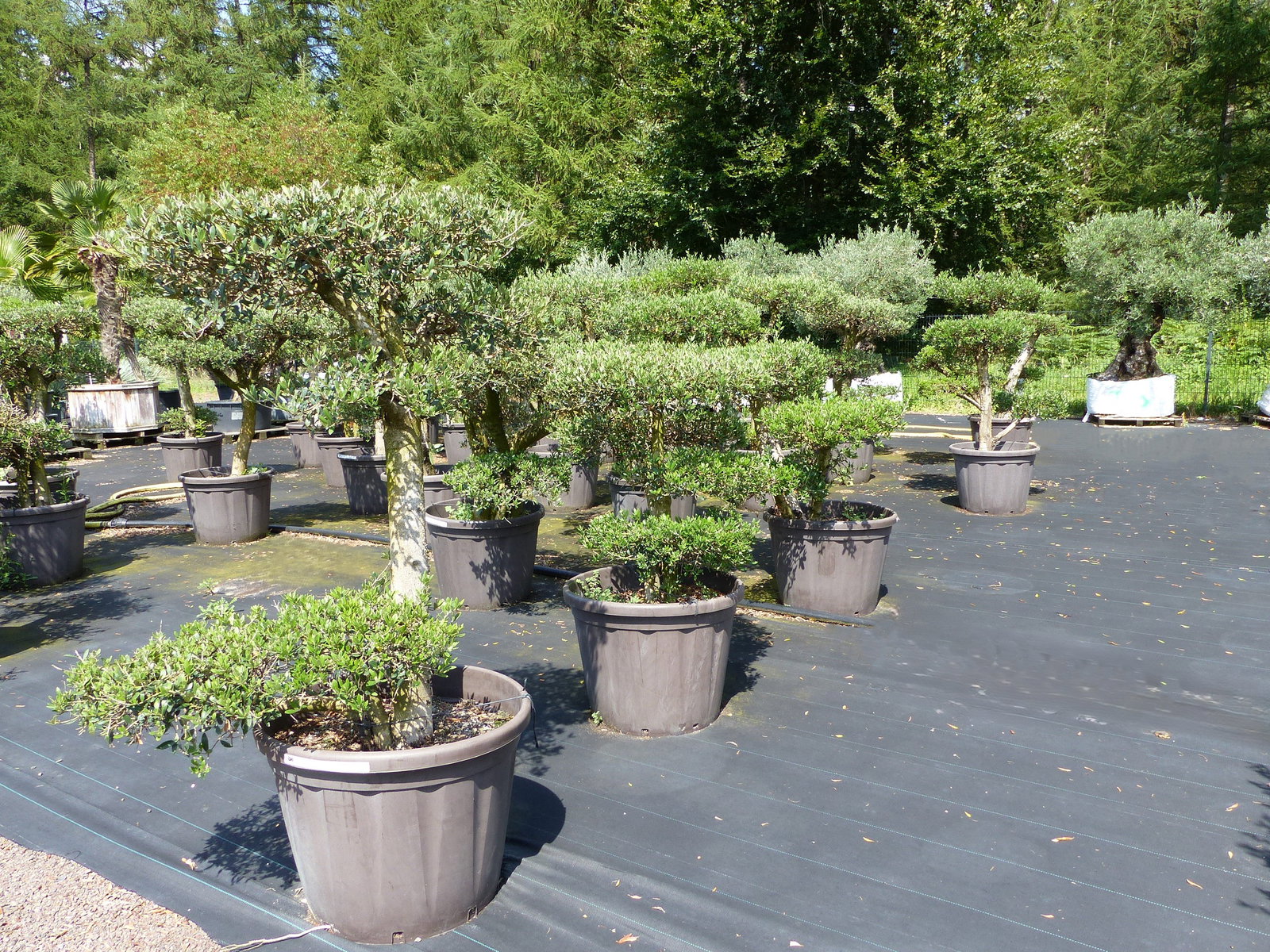 Olivenbaum Olea Europaea als Pon Pon Angebot 130 - 180 cm Bonsai Formgehölz Gartenbonsai Formschnitt winterhart