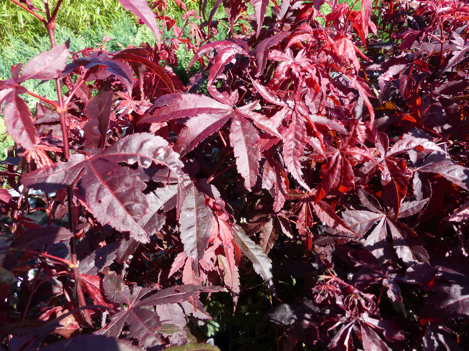 Ahorn Acer Palmatum Atropurpureum 65 - 85 cm roter Fächerahorn