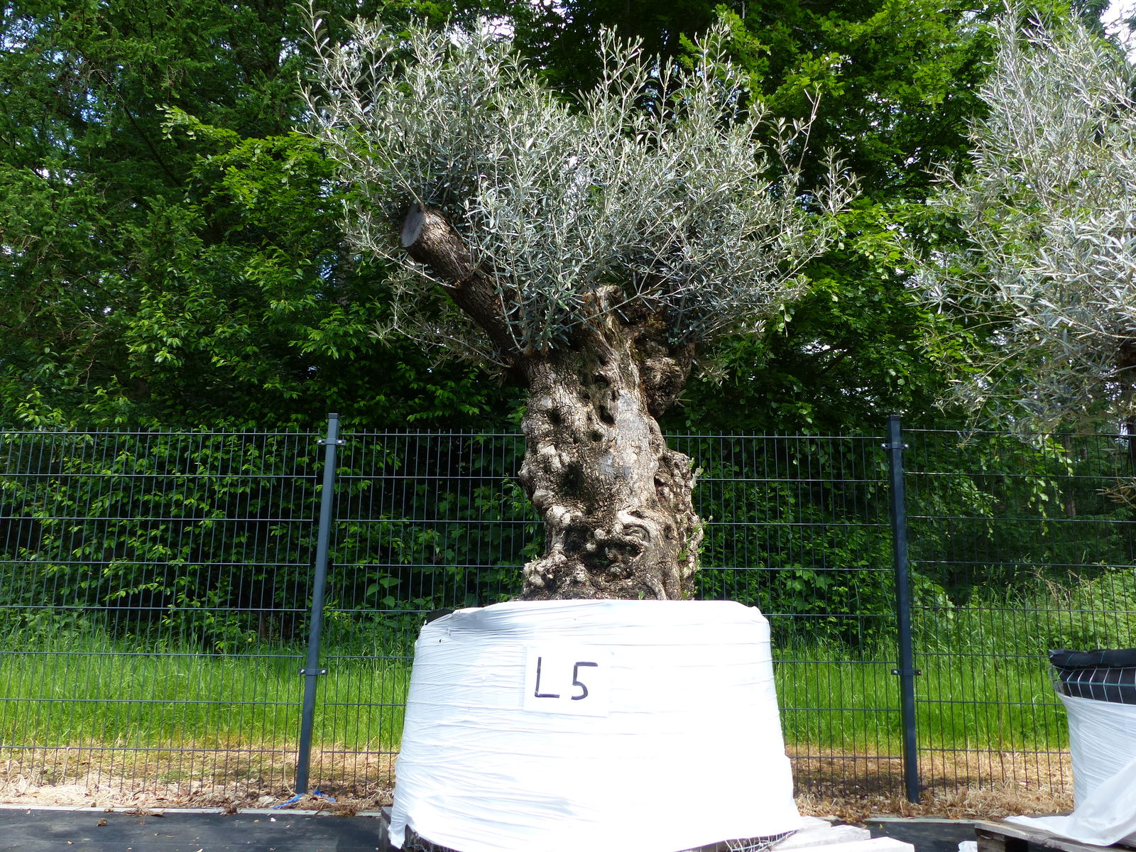genau dieser Baum L5 Olivenbaum 250 cm, knorrige alte urige Olive winterhart