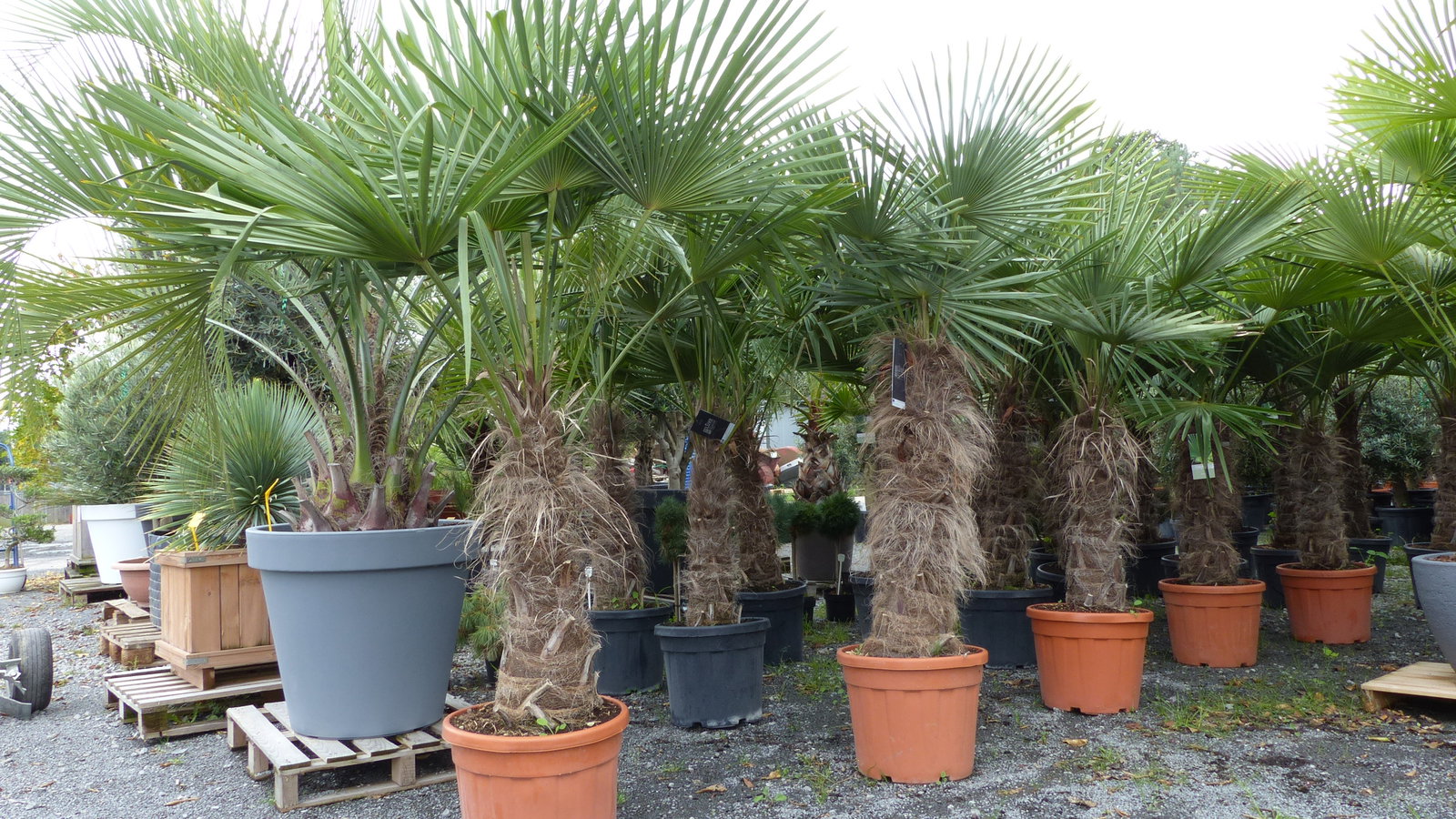 gruenwaren: XXXL 220-250 cm, Stamm 80 cm, Trachycarpus fortunei Hanfpalme, winterharte Palme bis -18°C