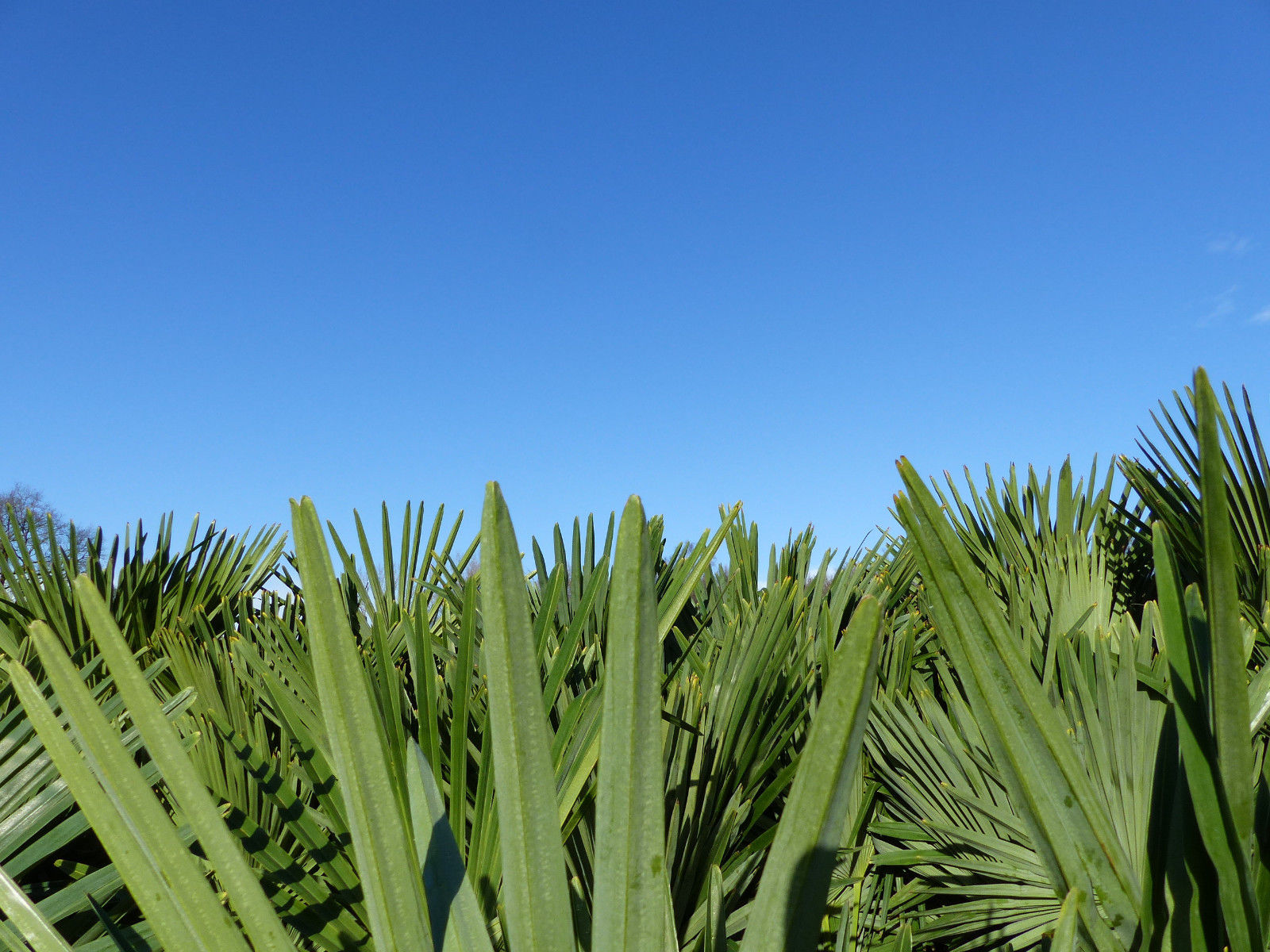 XXL Palme winterhart 180 cm Trachycarpus fortunei, Hanfpalme, Top-Qualität