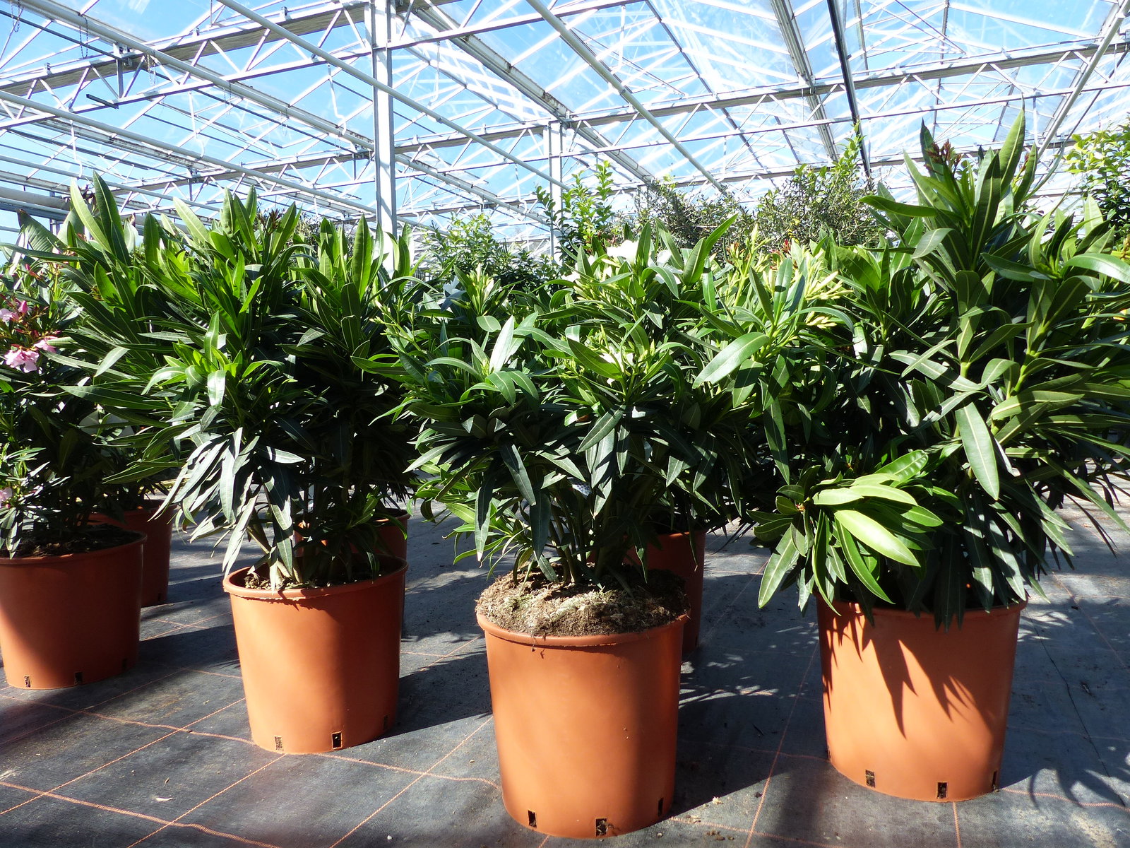 Oleander Premiumqualität 80 - 100 cm Busch Nerium Krone Ø60 cm Rosenlorbeer Premium rot, rosa oder weiß