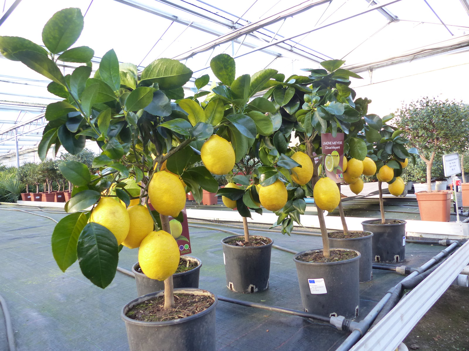 beste Sorte: Bonsai Meyer Meyerii Zitrone echter Zitronenbaum 60 - 70 cm Citrus Limon Zitruspflanze