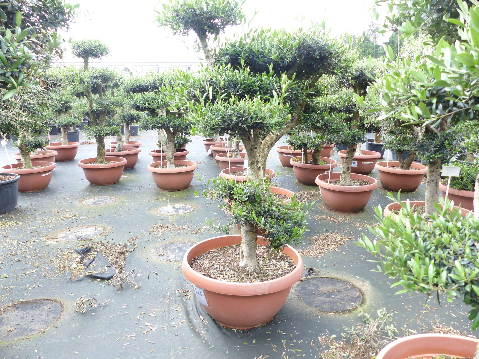 Olivenbaum Pon Pon 170 cm | 7 Pon Pon Bonsai Formgehölz, winterhart