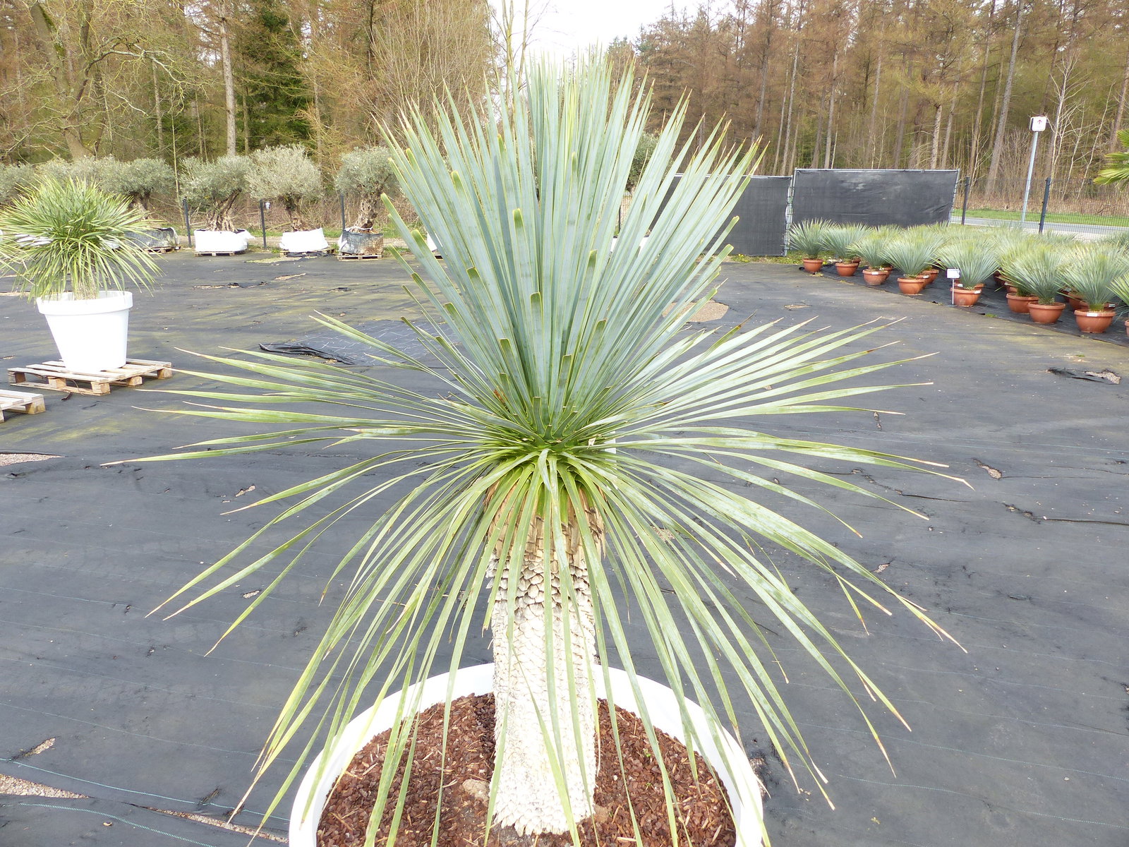 Yucca Rostrata 170 cm | Stamm 60 cm | im Pflanzkübel Ø80 cm Weiß winterhart