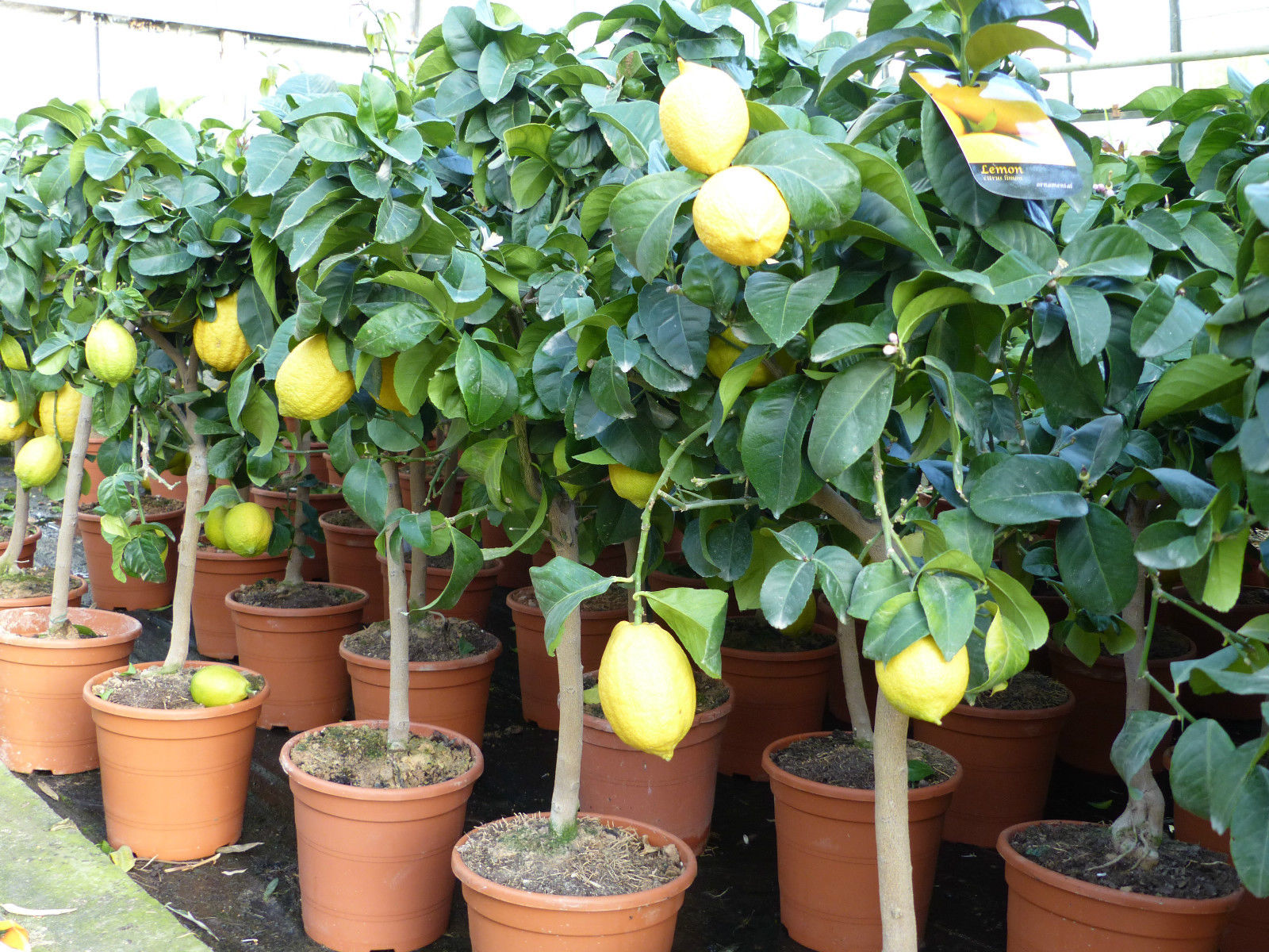 Grünwaren: echter Zitronenbaum 70 - 100 cm Zitrone Citrus Limon Zitruspflanze