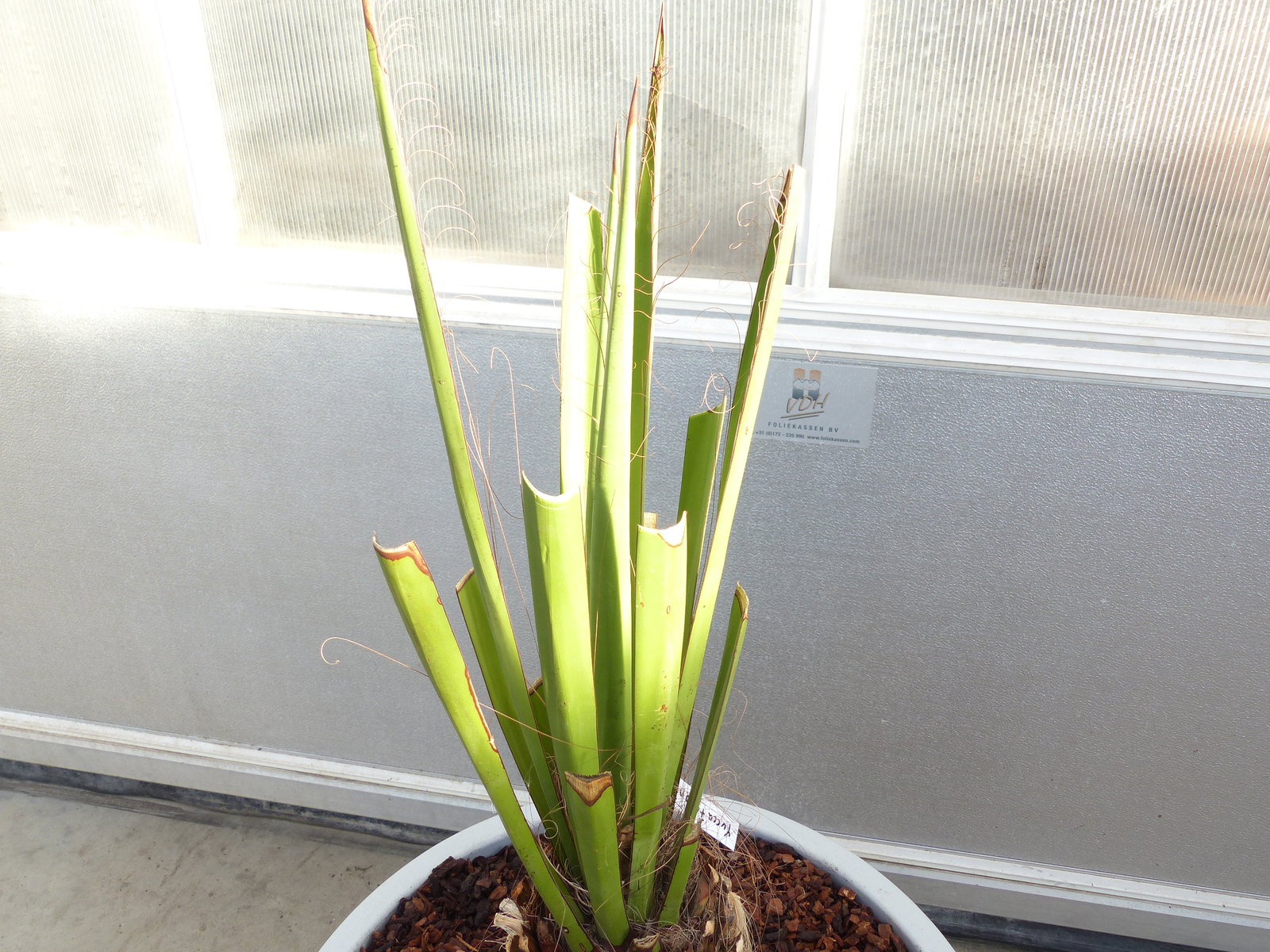 Yucca Faxoniana, 130 cm, Stamm 23 cm, Faxon Yucca, Palmilla, winterhart -20C