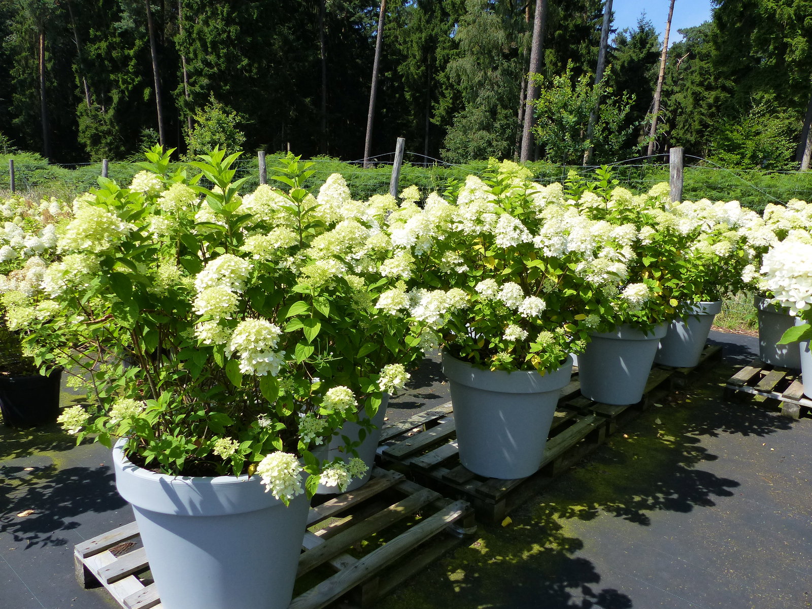 Hortensie Rispenhortensie 'Limelight' im E&K Pflanzkübel 120-140 cm Hydrangea Paniculata winterhart