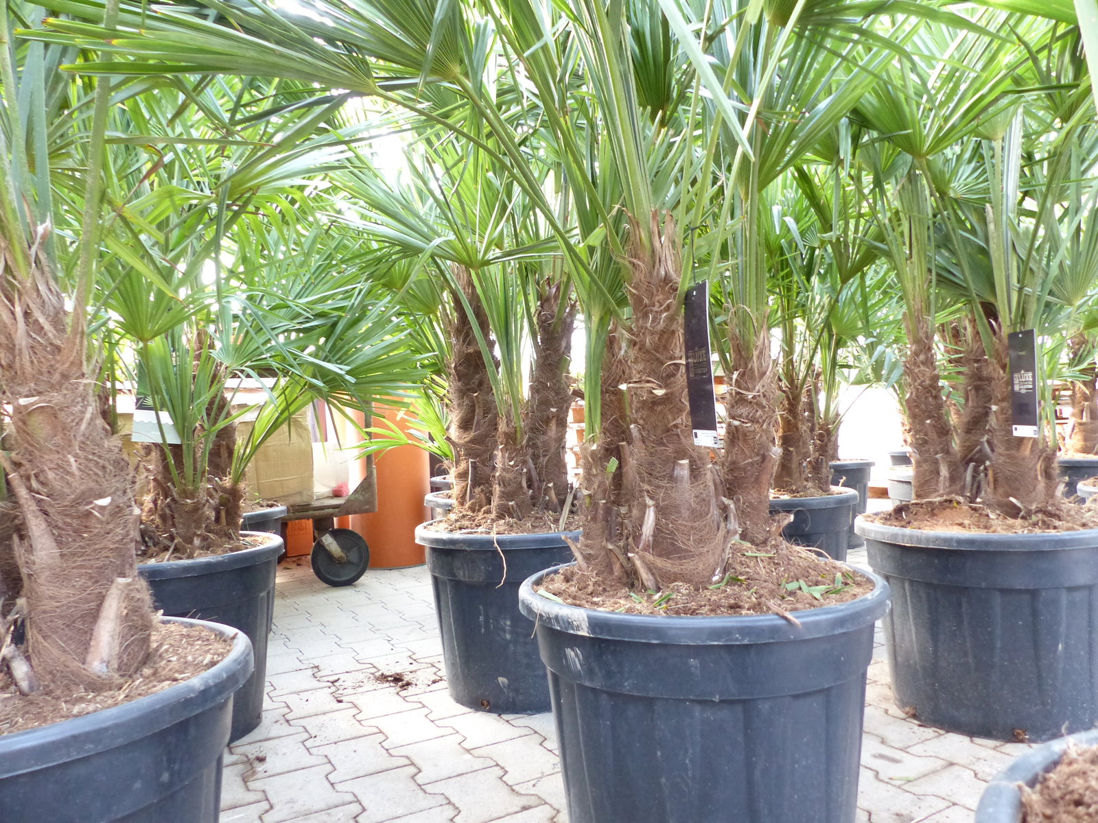 Trachycarpus Fortunei Gruppe mehrstämmig Palme, winterhart 220 - 260 cm Palmengruppe 3 - 5 Stämme