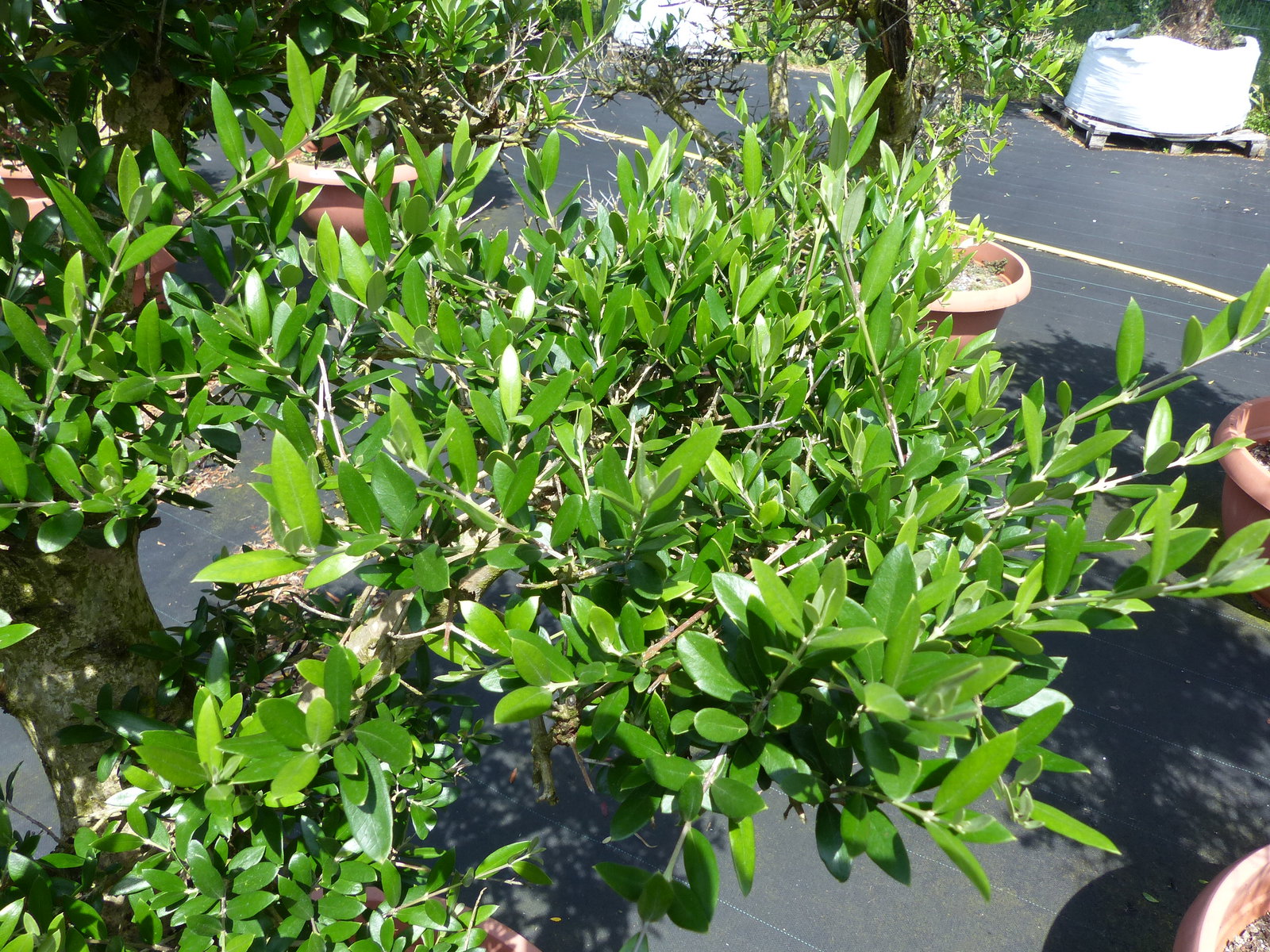 Angebot | Olive Olivenbaum Pon Pon | 160-190cm in 90L-Schale | 5 - 7 Pon Pon | Bonsai Formgehölz, winterhart