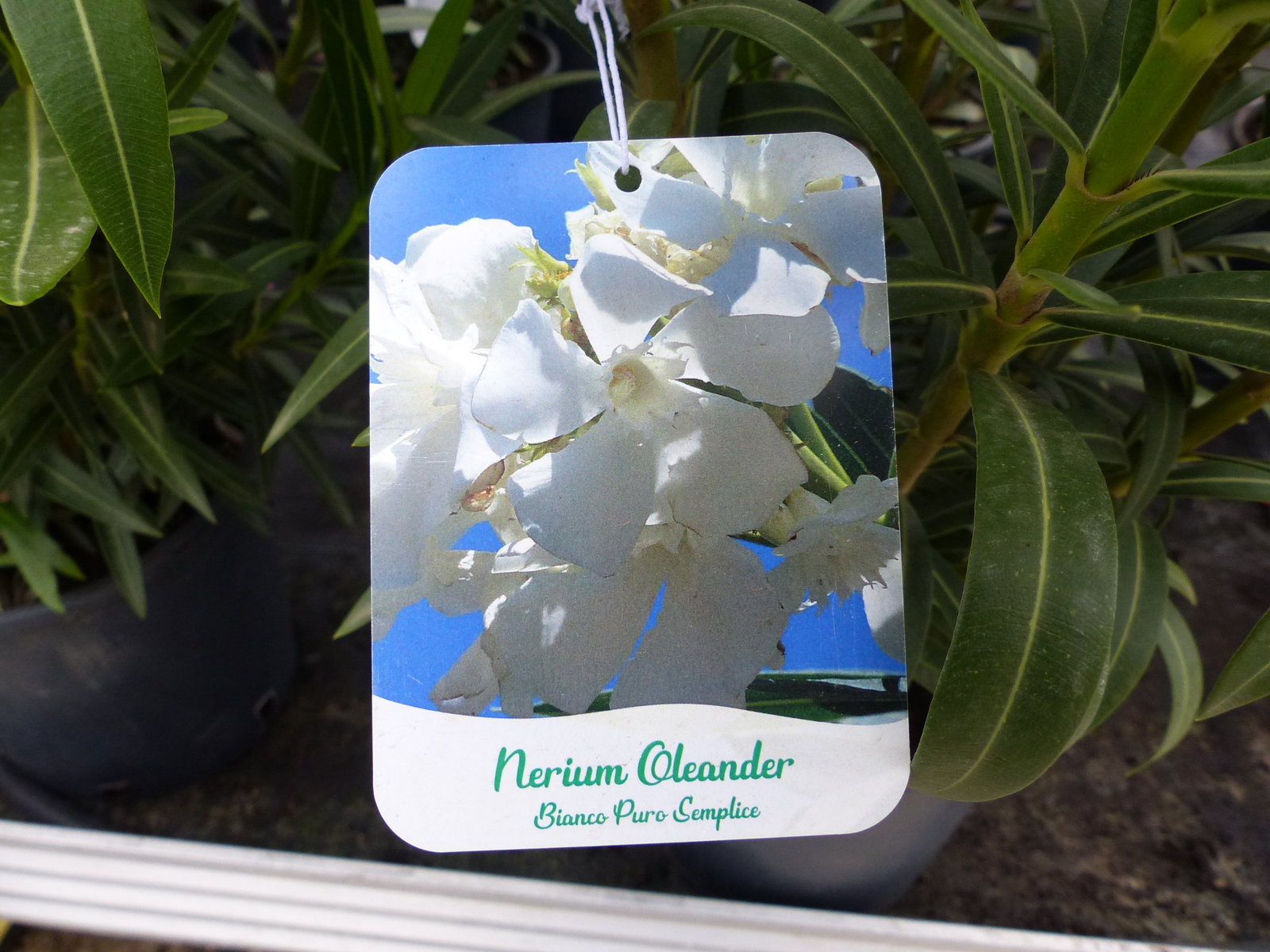 Oleander Busch 80 cm Nerium Rosenlorbeer Premium rot, rosa oder weiß