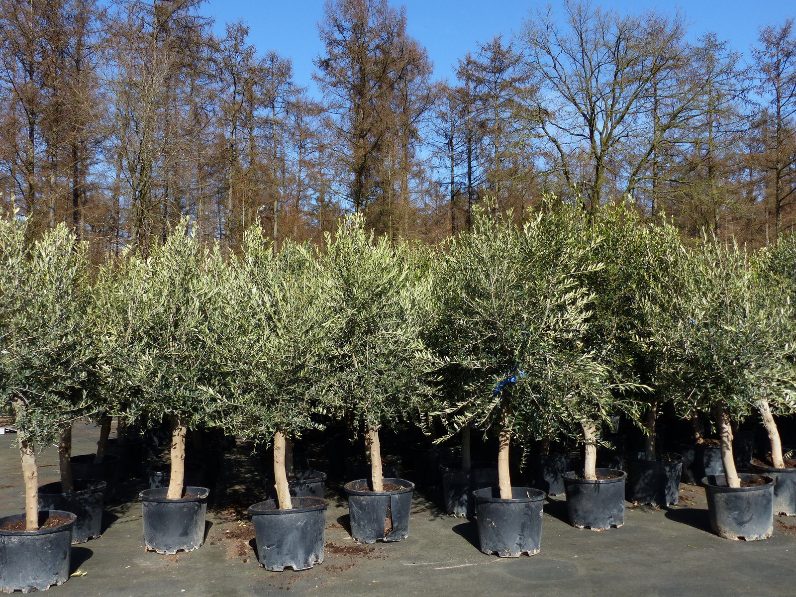 6x Olivenbaum Olive "20 Jahre" 180 - 220 cm, beste Qualität, Stammumfang 20 - 30 cm, winterhart, Olea Europaea