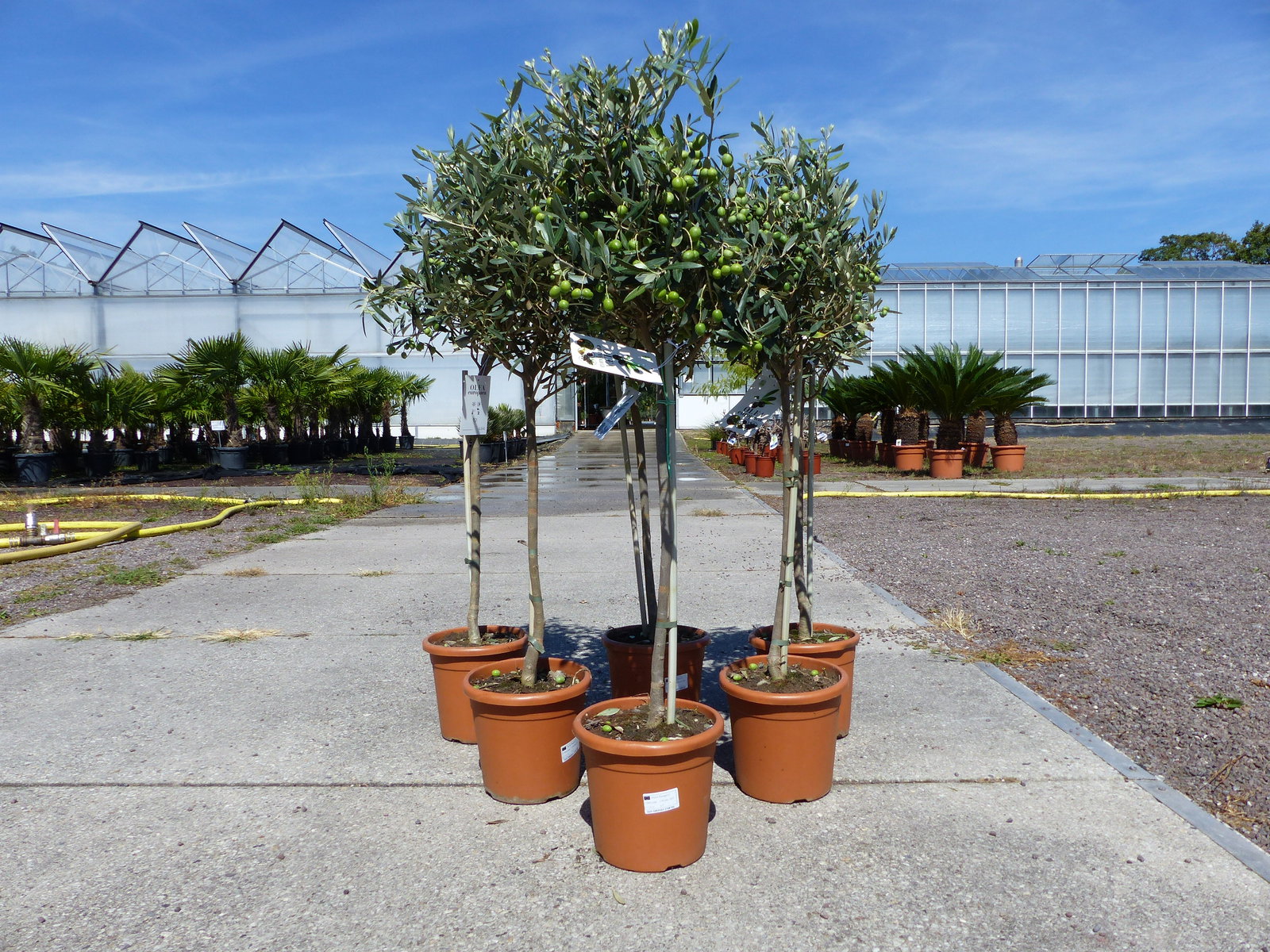 Olivenbaum Stamm Olive 80 - 100 cm hoch, mit vielen Früchten, beste Qualität, Olea Europaea