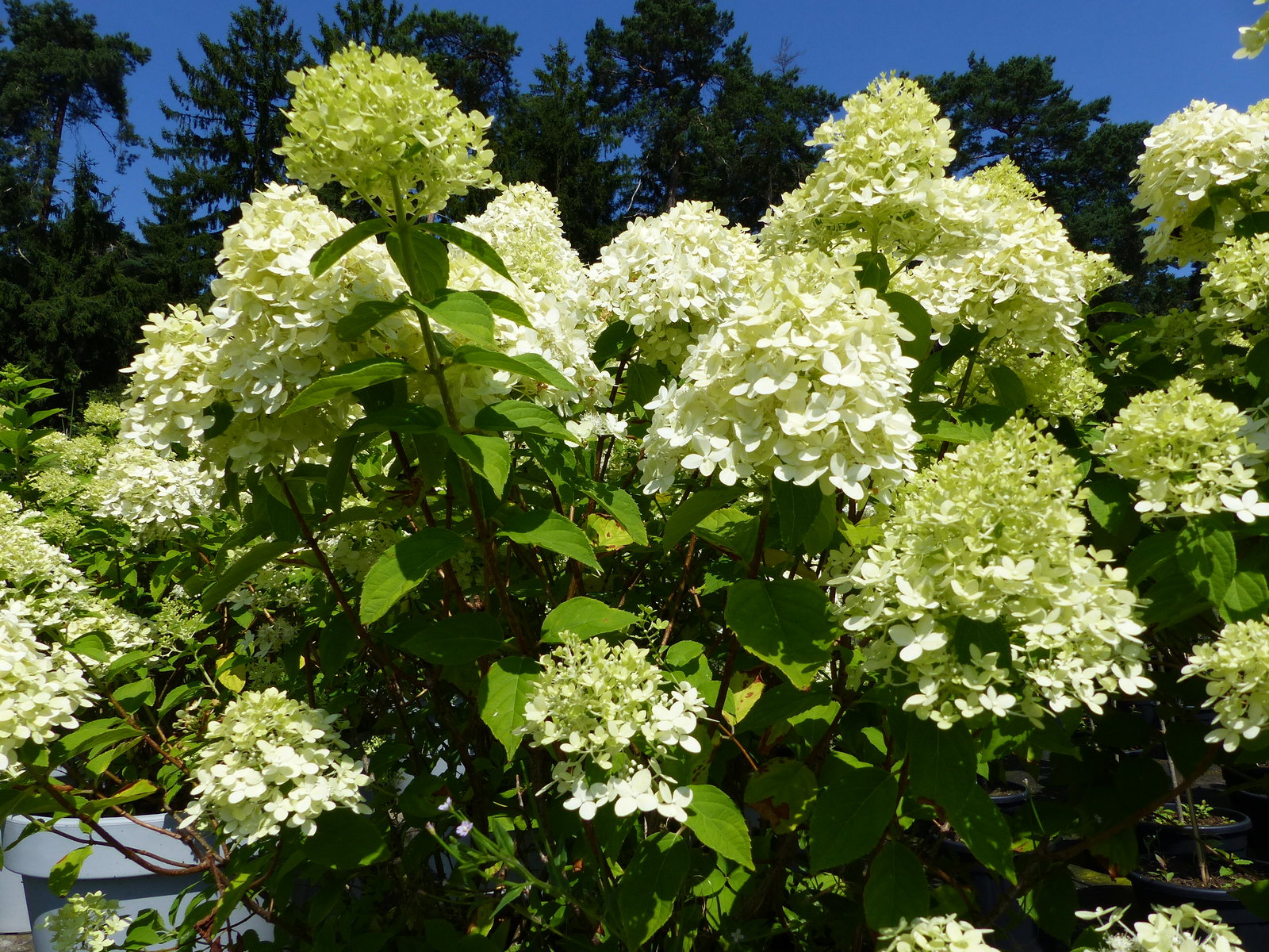 Hortensie Rispenhortensie 'Limelight' im E&K Pflanzkübel 120-140 cm Hydrangea Paniculata winterhart
