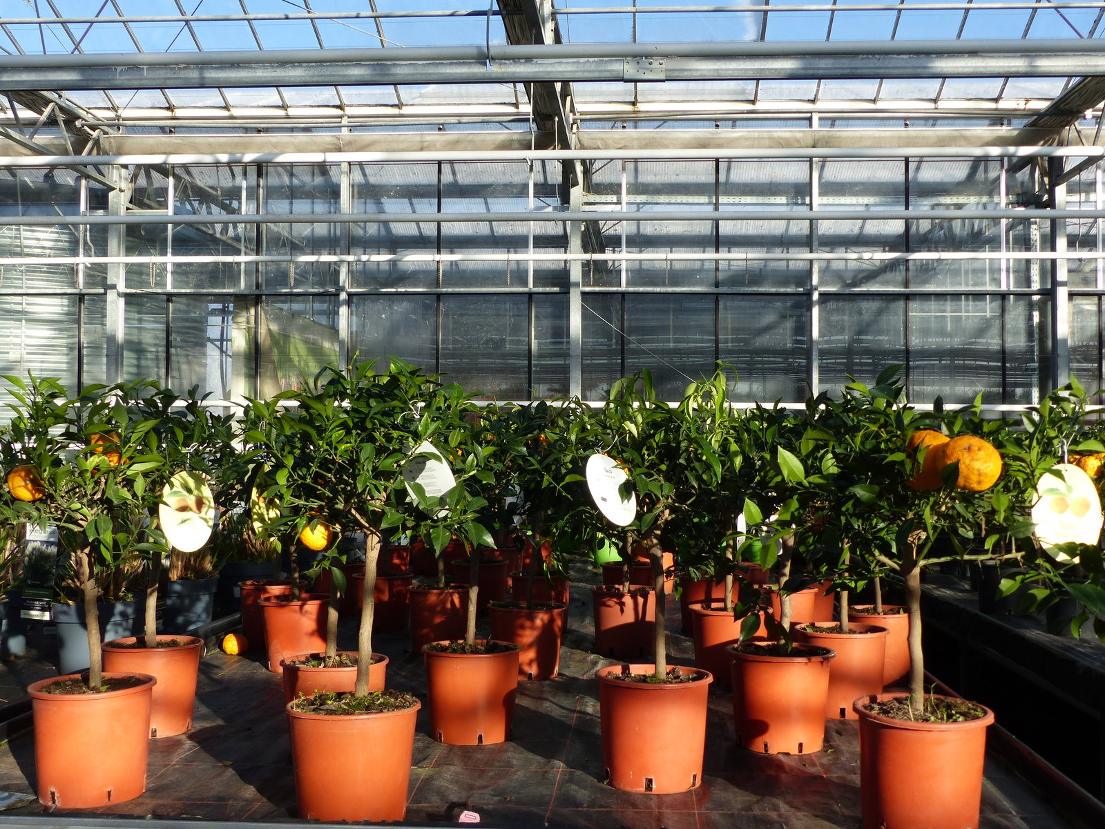 Citrus Yuzu 70 - 80 cm, Zitronenbaum Zitrone, japanische Zitrone, winterhart
