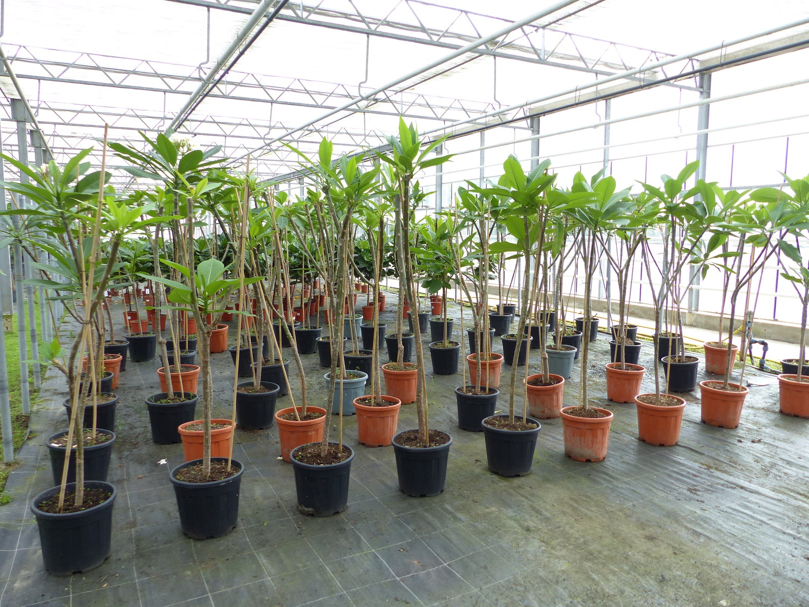 Plumeria rubra Santagata | Frangipani | Tempelbaum | Pagodenbaum | 160 - 190 cm