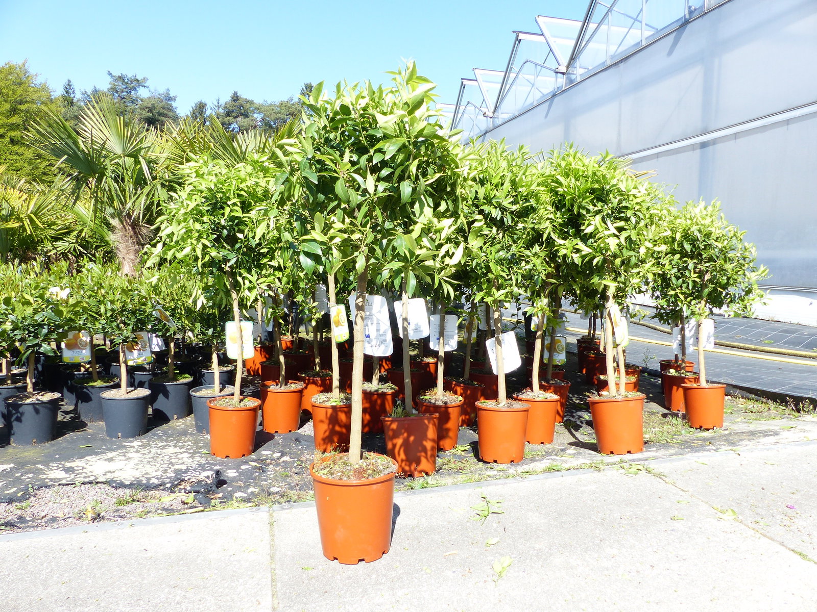 Citrus Yuzu 100 - 120 cm, Zitronenbaum Zitrone, japanische Zitrone, winterhart