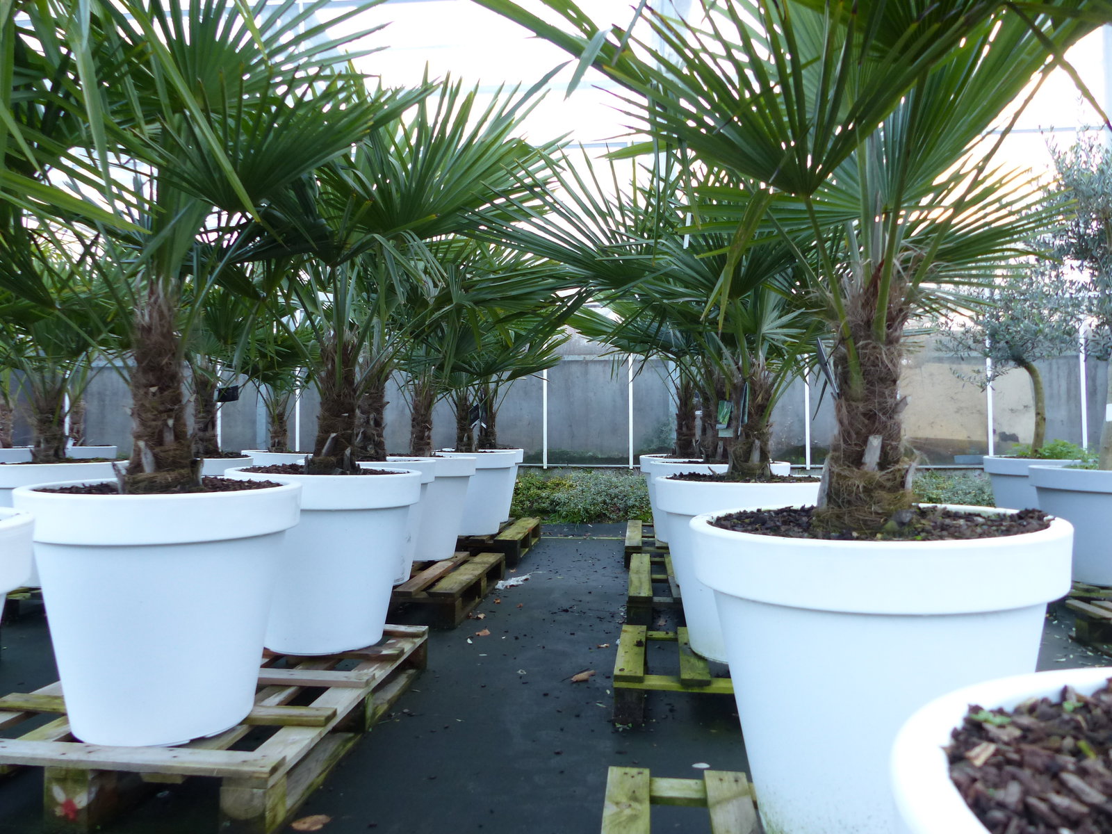 XXL Palme winterhart inkl. Pflanzkübel weiß, 180 - 220 cm Trachycarpus fortunei, Hanfpalme, Top-Qualität