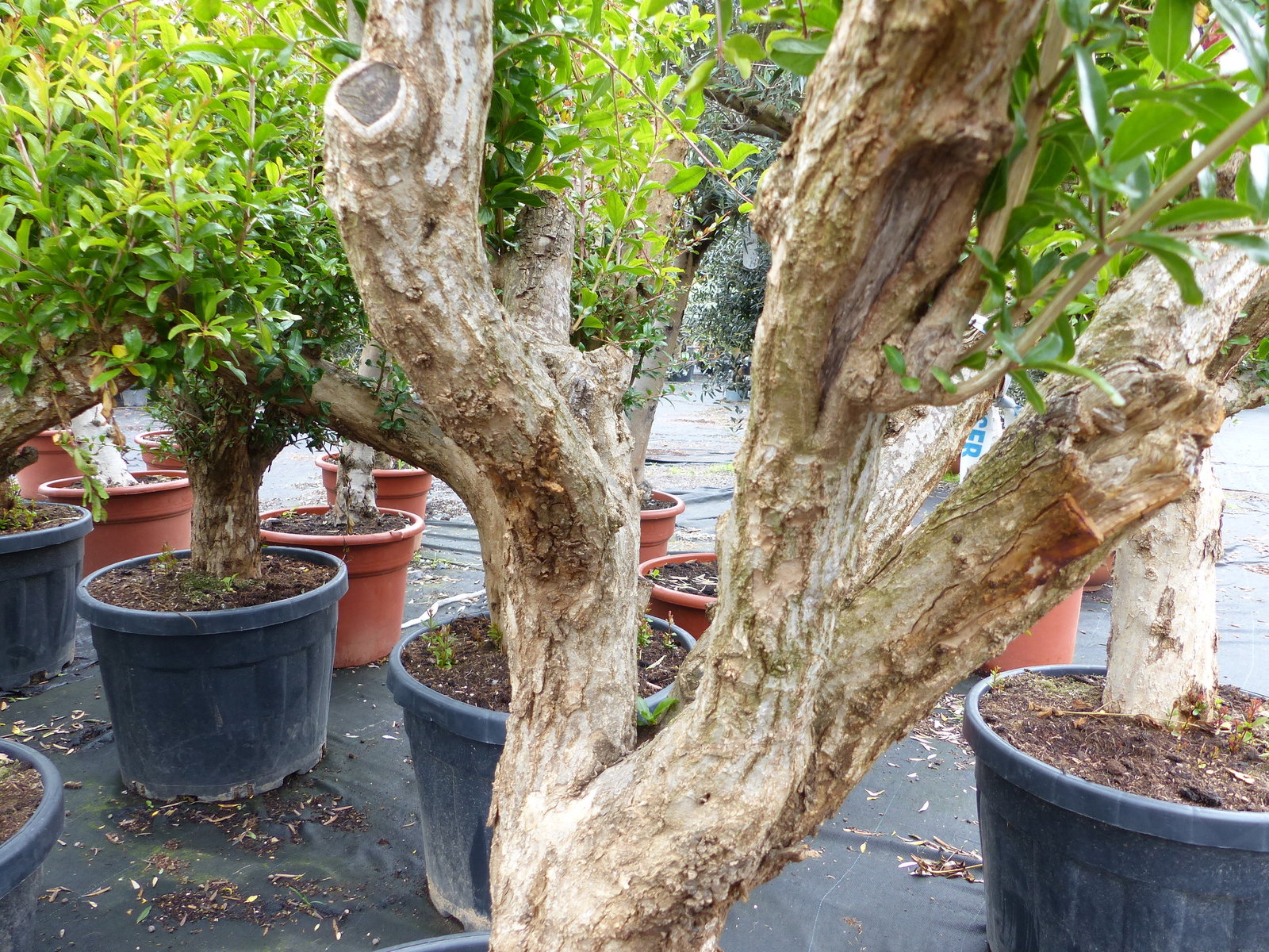 Punica Granatum 160 - 190 cm, uriger, alter & knorriger Granatapfelbaum | Stamm Ø 40-50