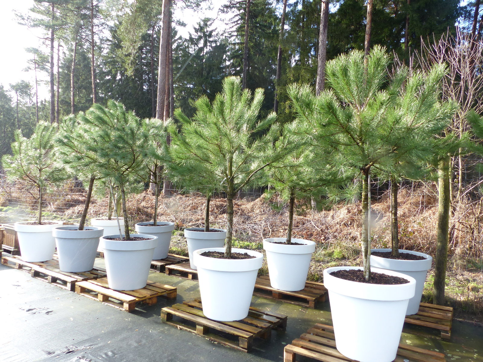 Pinus Pinea Mittelmeerkiefer 250 cm inkl. Pflanzkübel Ø80cm Pinie Kiefer Stamm Premium XL Stamm, winterhart