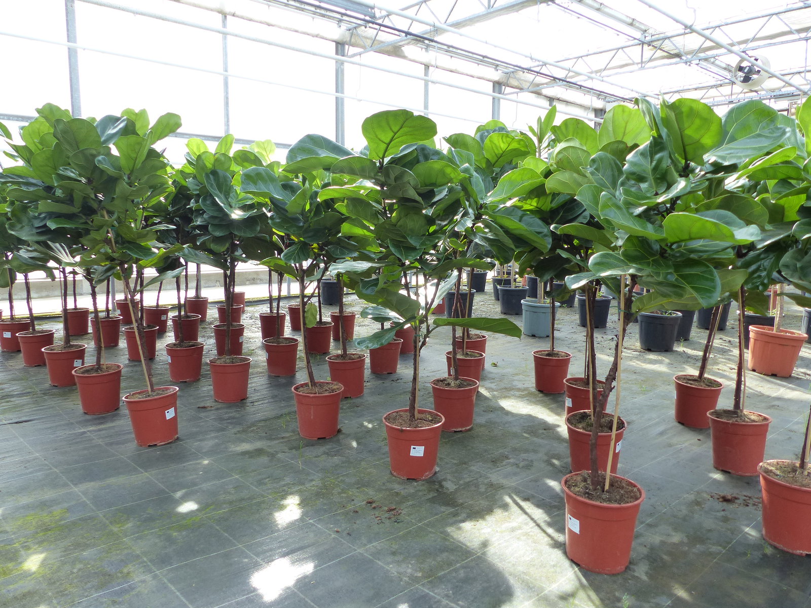 Ficus lyrata | Geigenfeige | Feigenbaum | 125 - 155 cm | Geigenblatt-Ficus | Feige | Stamm | Premiumqualität