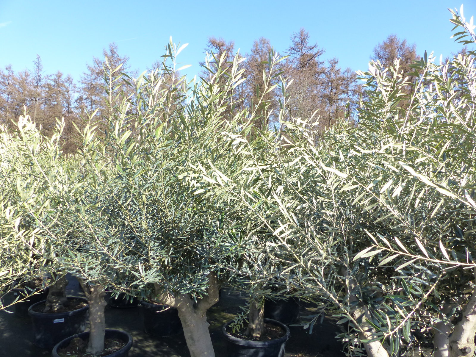 Olivenbaum verzweigt Hojiblanca 200 - 250 cm, kräftige Stämme, winterharte Olive, Olea europaea