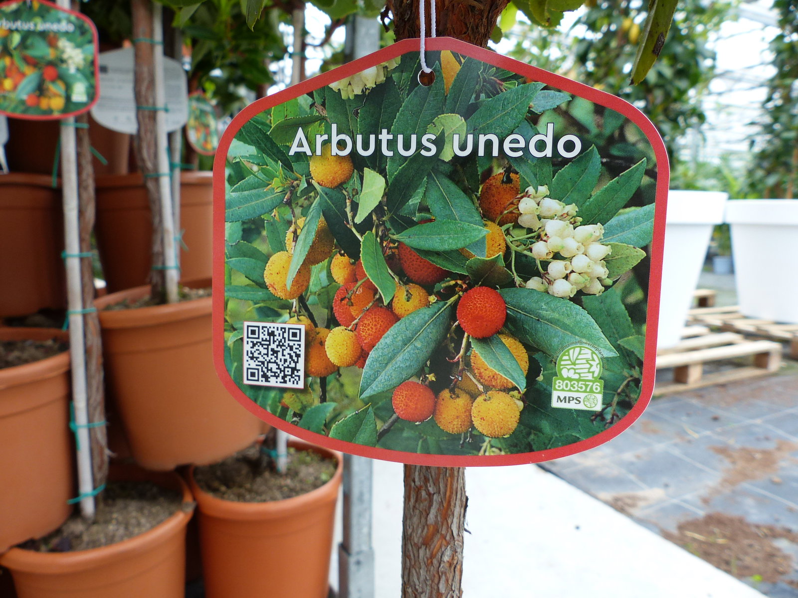 Erdbeerbaum | 120 cm | Arbutus unedo | veredelt | Premiumqualität | winterhart | fruchtreif