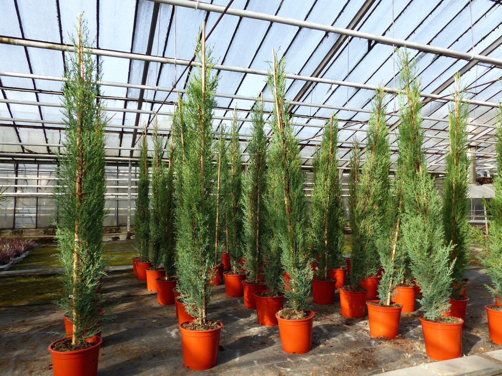3x Mittelmeerzypresse 140-160 cm Säulen Toskana Zypressen Zypresse Cupressus Semper