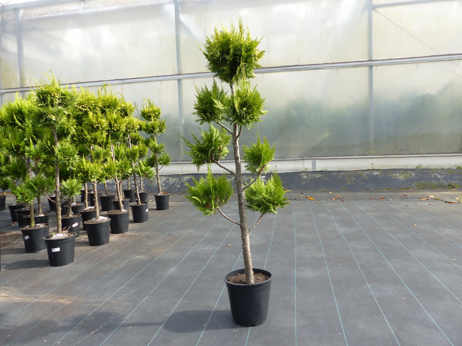 Pon Pon Zypresse Ivonne 150 - 180 cm Formgehölz Chamaecyparis lawsoniana