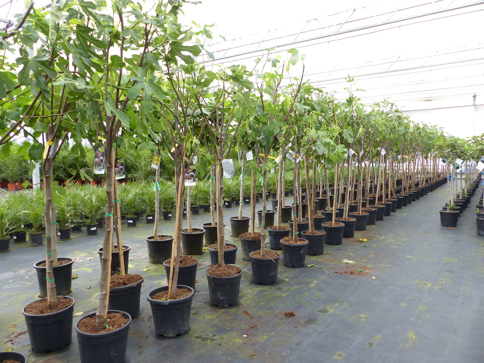 Feigenbaum 170 cm Obstbaum Brown Turkey winterhart kräftiger Stamm, Ficus Carica, Feige