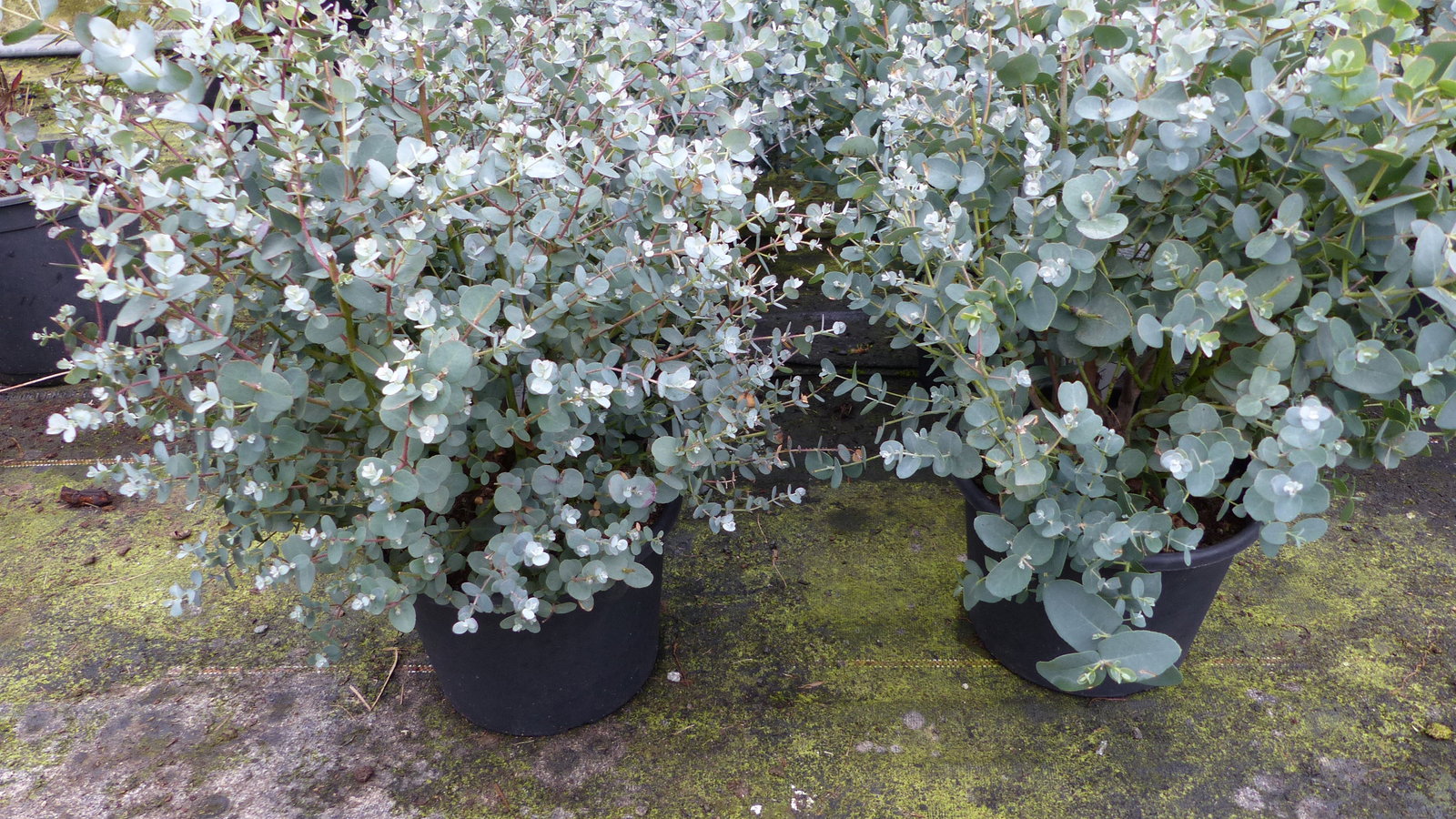 4 Stück Eucalyptus Gunni Gunnii Busch Kugel Eukalyptusbaum, Ø 35 cm, T19  H 50 cm Pflanze winterhart