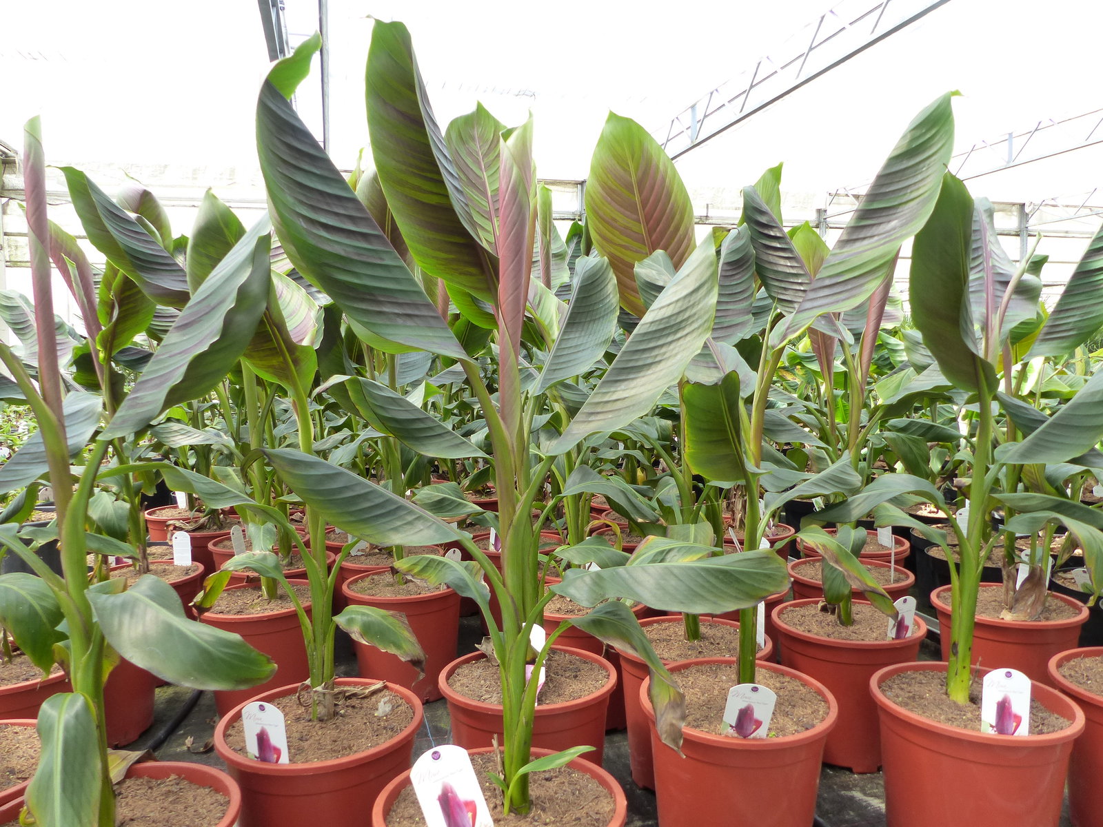 Bananenstaude Banane Musa Sikkimensis Red Tiger Banane 100 - 120 cm  winterhart Staude