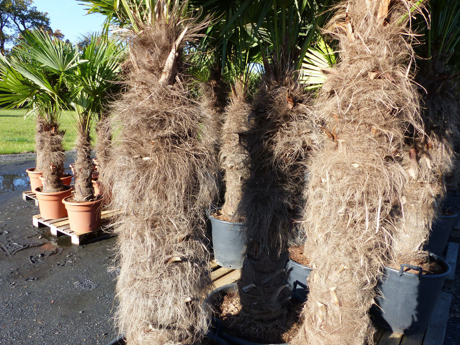 XXXXL 240 - 270 cm Trachycarpus fortunei 130-150 cm Stamm Hanfpalme, winterharte Palme bis -18°C