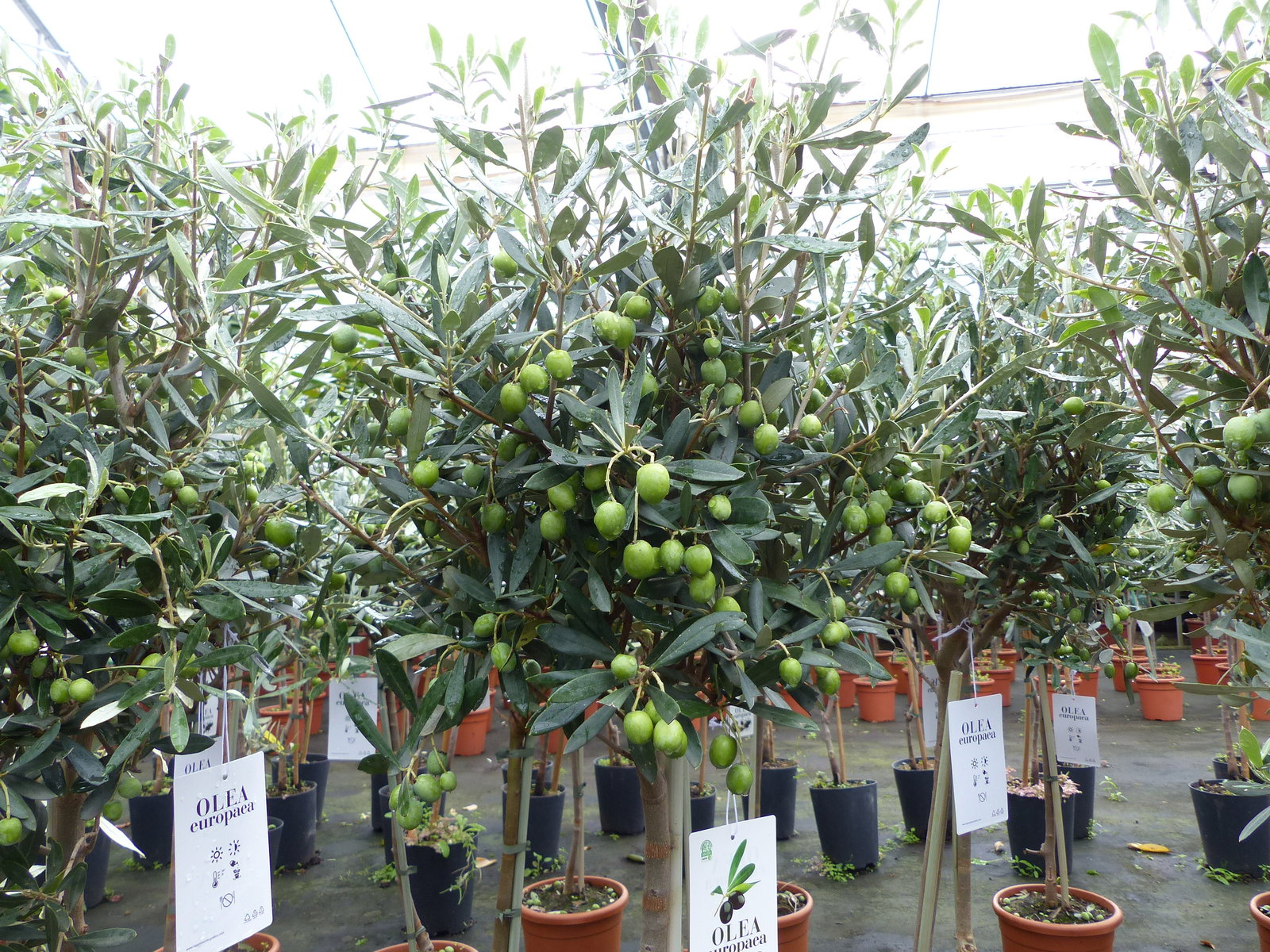 Olivenbaum Stamm Olive 80 - 100 cm hoch, mit vielen Früchten, beste Qualität, Olea Europaea