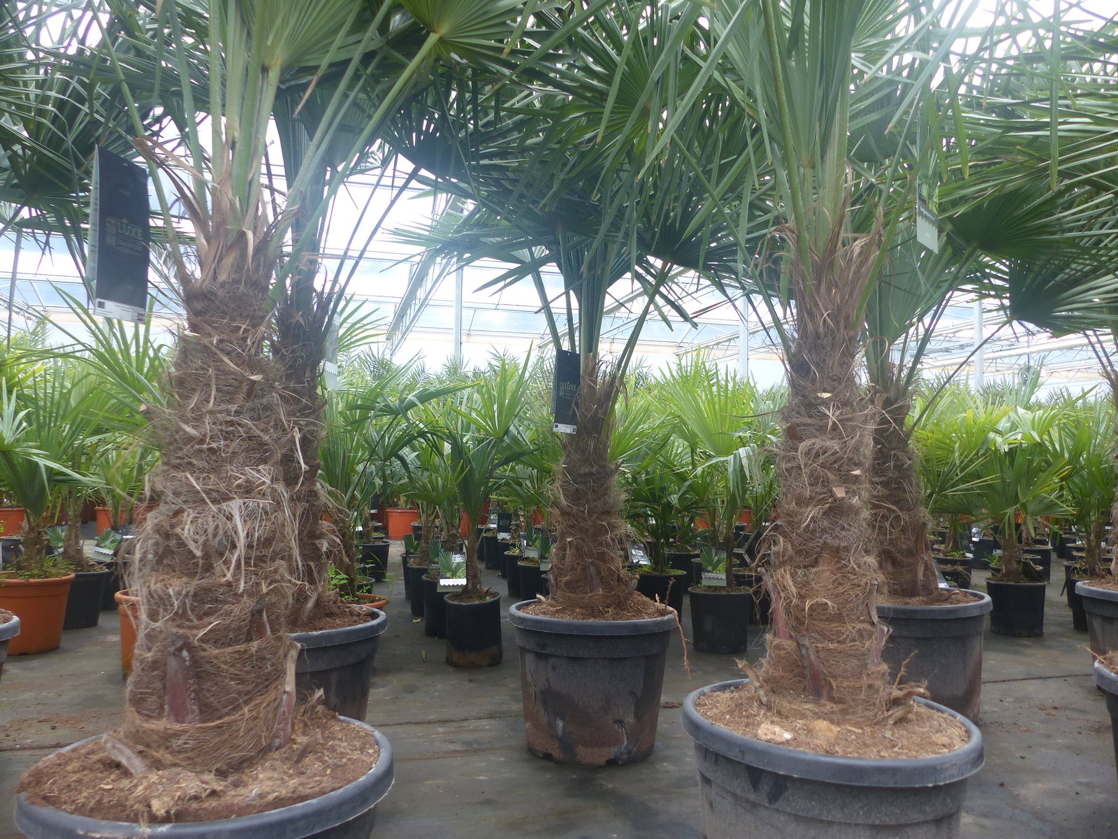 3 Stück im Palmenset Trachycarpus fortunei dicke Stämme 200 cm Hanfpalme, winterharte Palme bis -18°C
