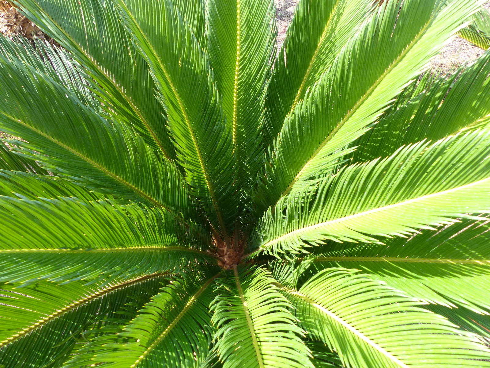 Cycas revoluta 130–150 cm – Japanische Sagopalme Palmfarn mit dickem, kräftigem Stamm bis zu 90 cm Umfang