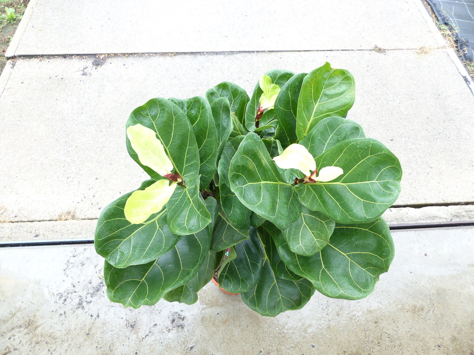 Ficus lyrata | Geigenfeige | Feigenbaum | 100 - 120 cm | Geigenblatt-Ficus | Feige | Stamm | Premiumqualität