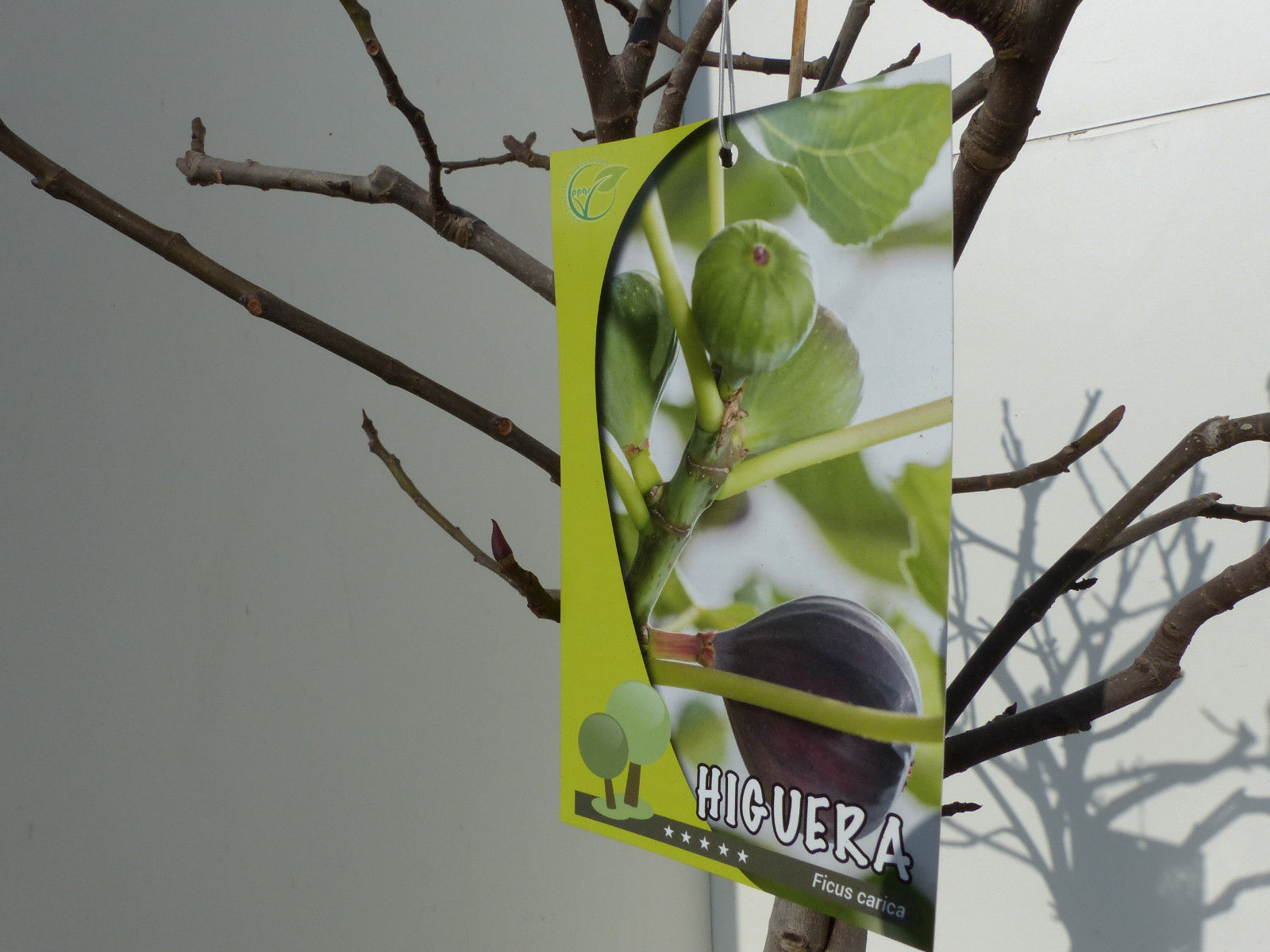Feigenbaum - hell UND dunkel - in 1 Topf, Obstbaum, winterhart, Ficus Carica, Feige