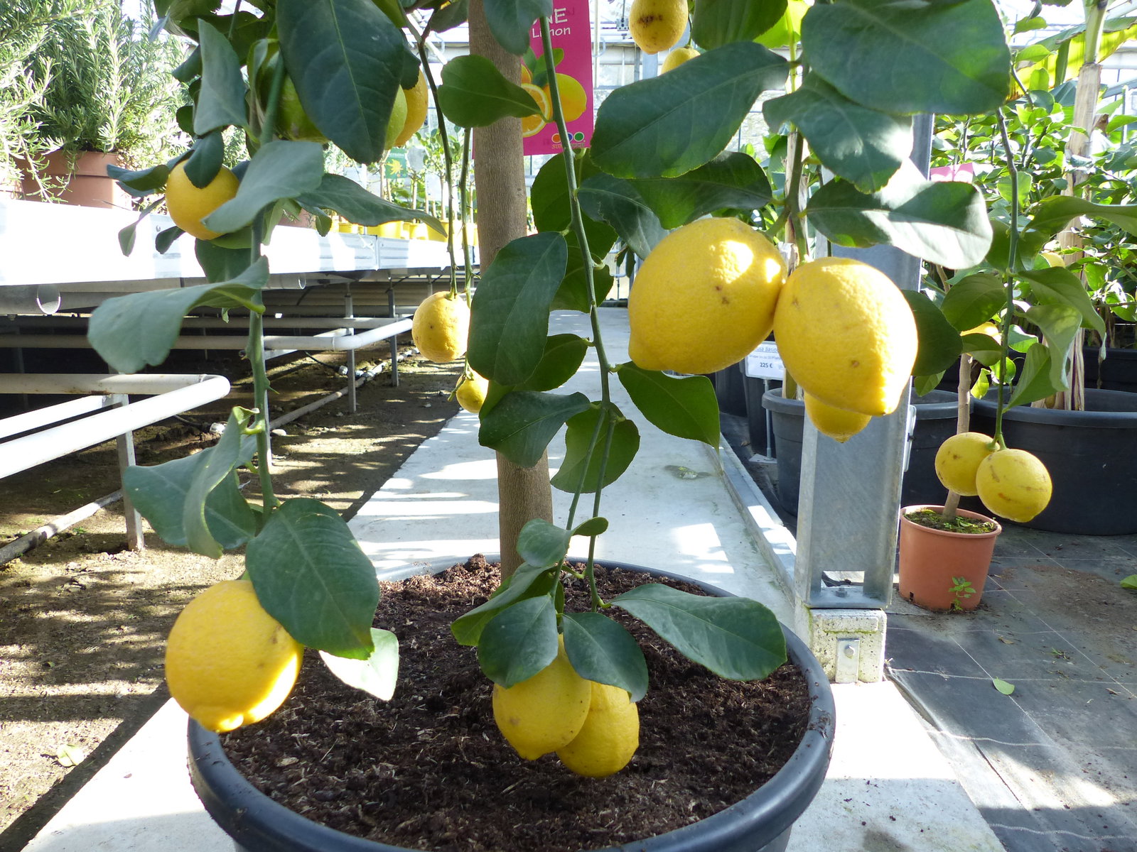 Zitrus Zitronenbaum 200 - 230 cm Zitrone Citrus Limon Zitruspflanze - purer Zitrusduft