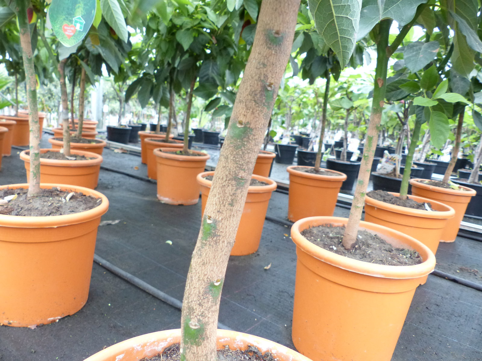 Avocadobaum Avocado Mexicola 100-140 cm veredelt, Persea americana Avocadopflanze, tropische Früchte Pflanze