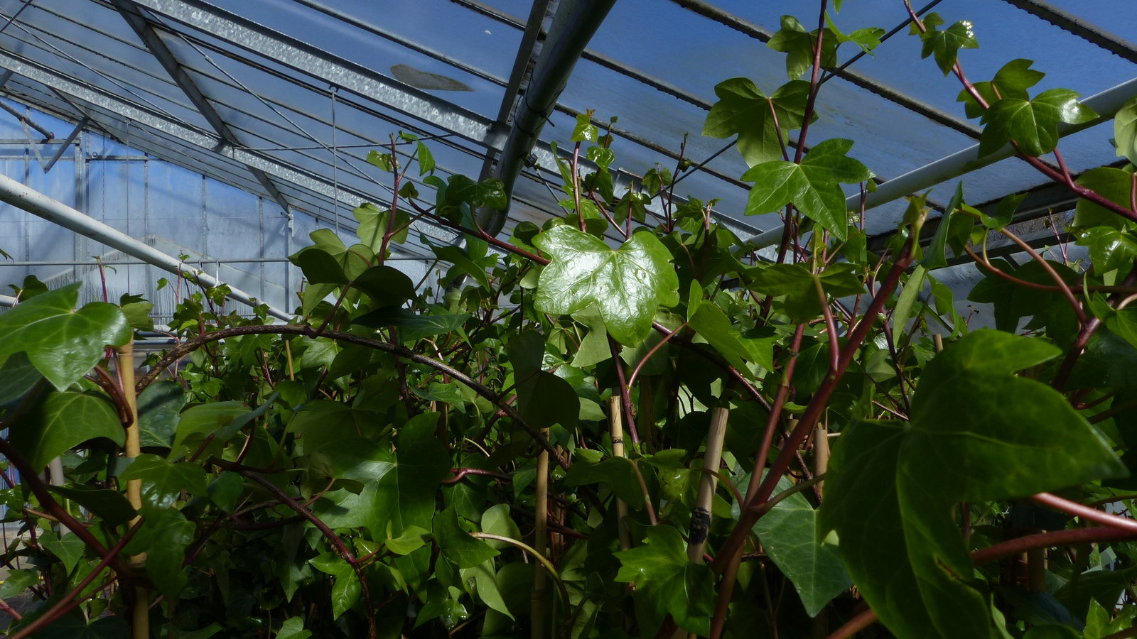 4 Stück Efeu Pflanze Hedera helix 180 - 200 cm Pyramide Säule winterhart Kletterpflanze Hecke Sichtschutz blickdicht