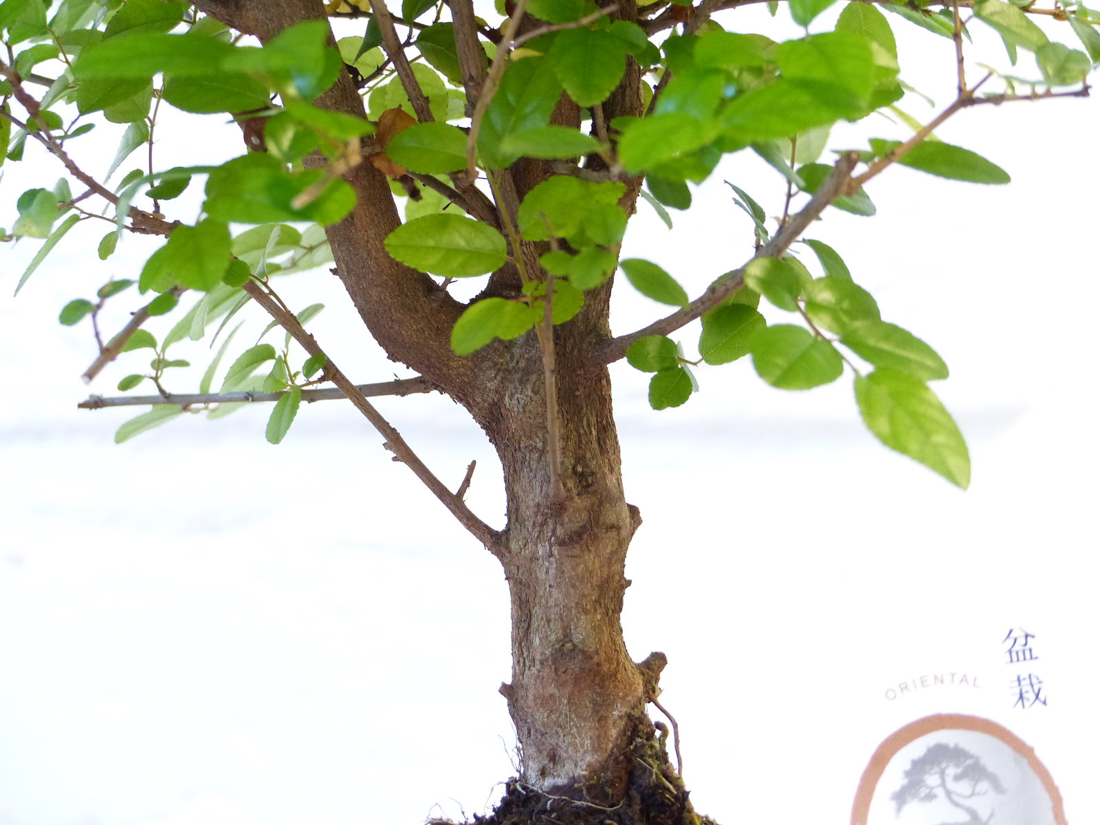 Sageretia Bonsai 30 - 40 cm Feng Shui Zimmerpflanze in Keramikschale
