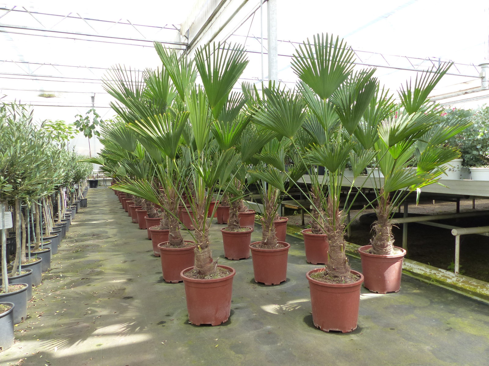 Palme winterhart 150 - 180 cm Trachycarpus Wagnerianus Wagner Hanfpalme, Top-Qualität
