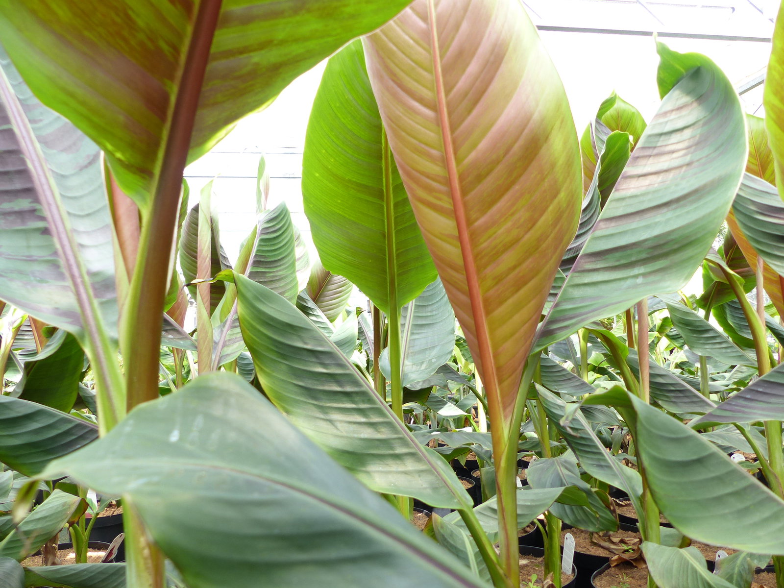 Bananenstaude Banane Musa Sikkimensis Red Tiger Banane 100 - 120 cm  winterhart Staude