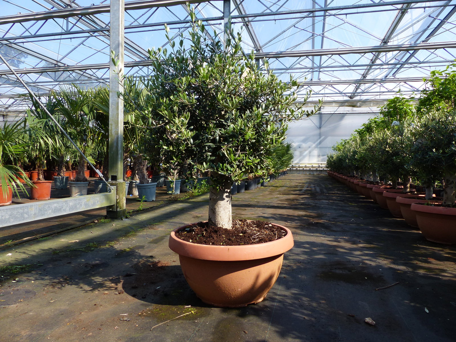 Olivenbaum Bonsai 100 - 120 cm Formgehölz, Olive winterhart, Olea europaea