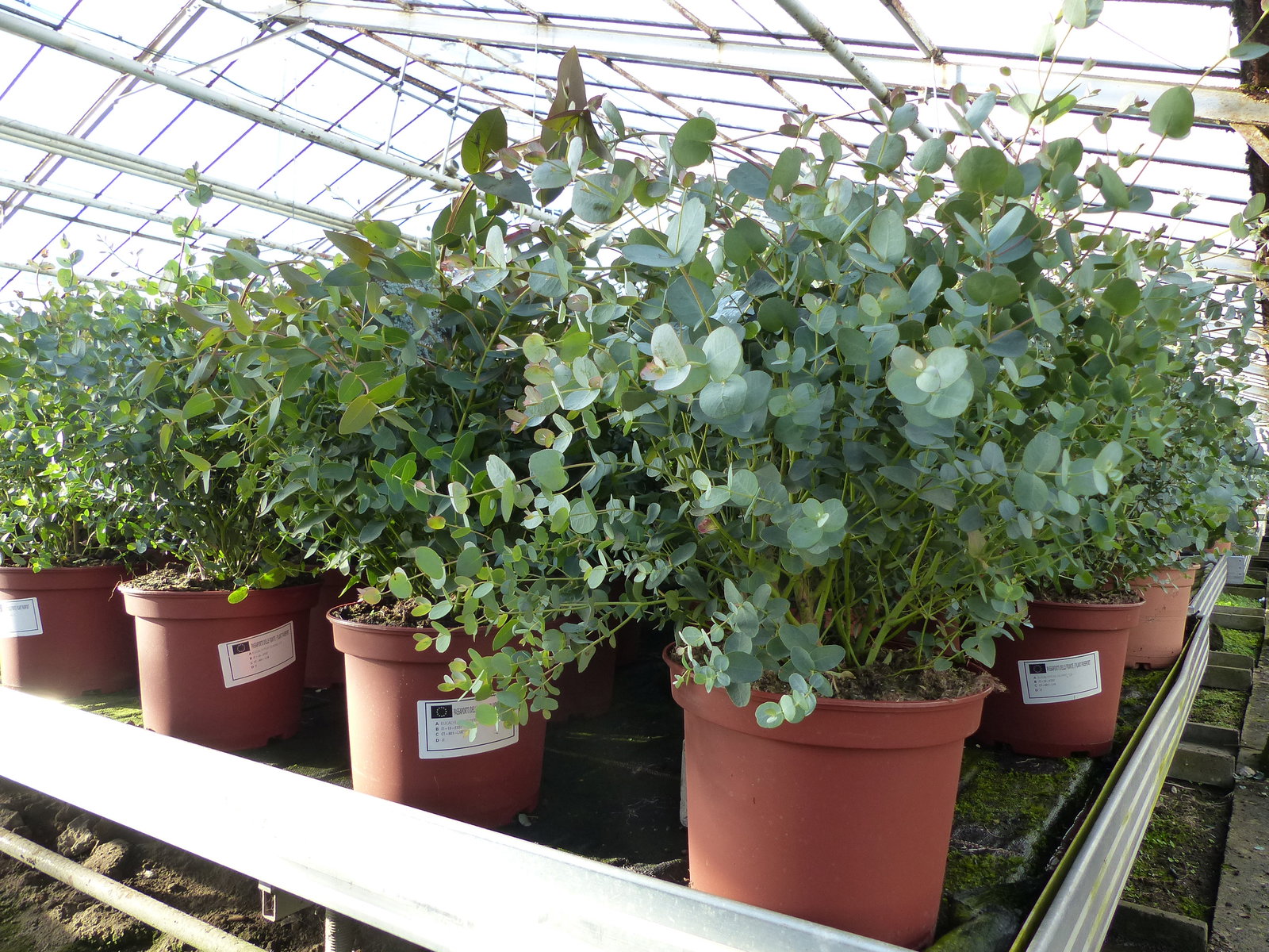2x XXL Eucalyptus Busch Eukalyptusbaum 40 - 60 cm, Pflanze winterhart