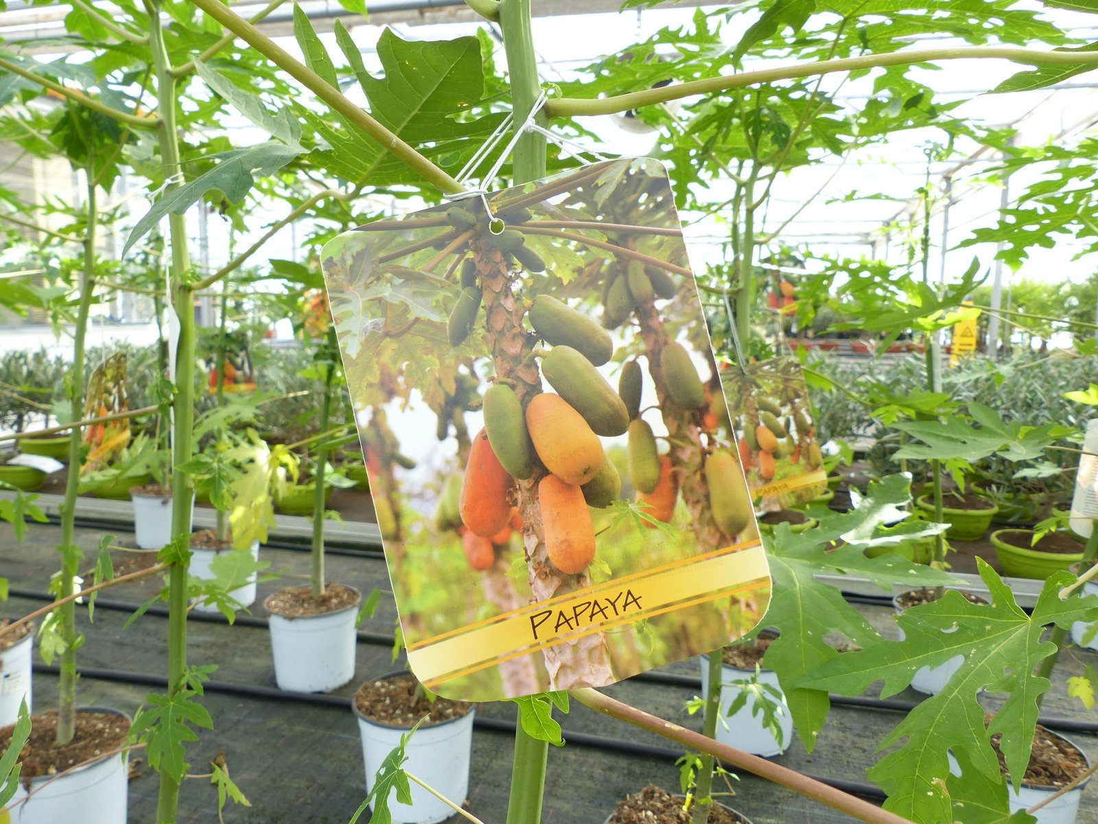 Papaya Carica papaya 100 – 120 cm – Melonenbaum, tropische Kübelpflanze
